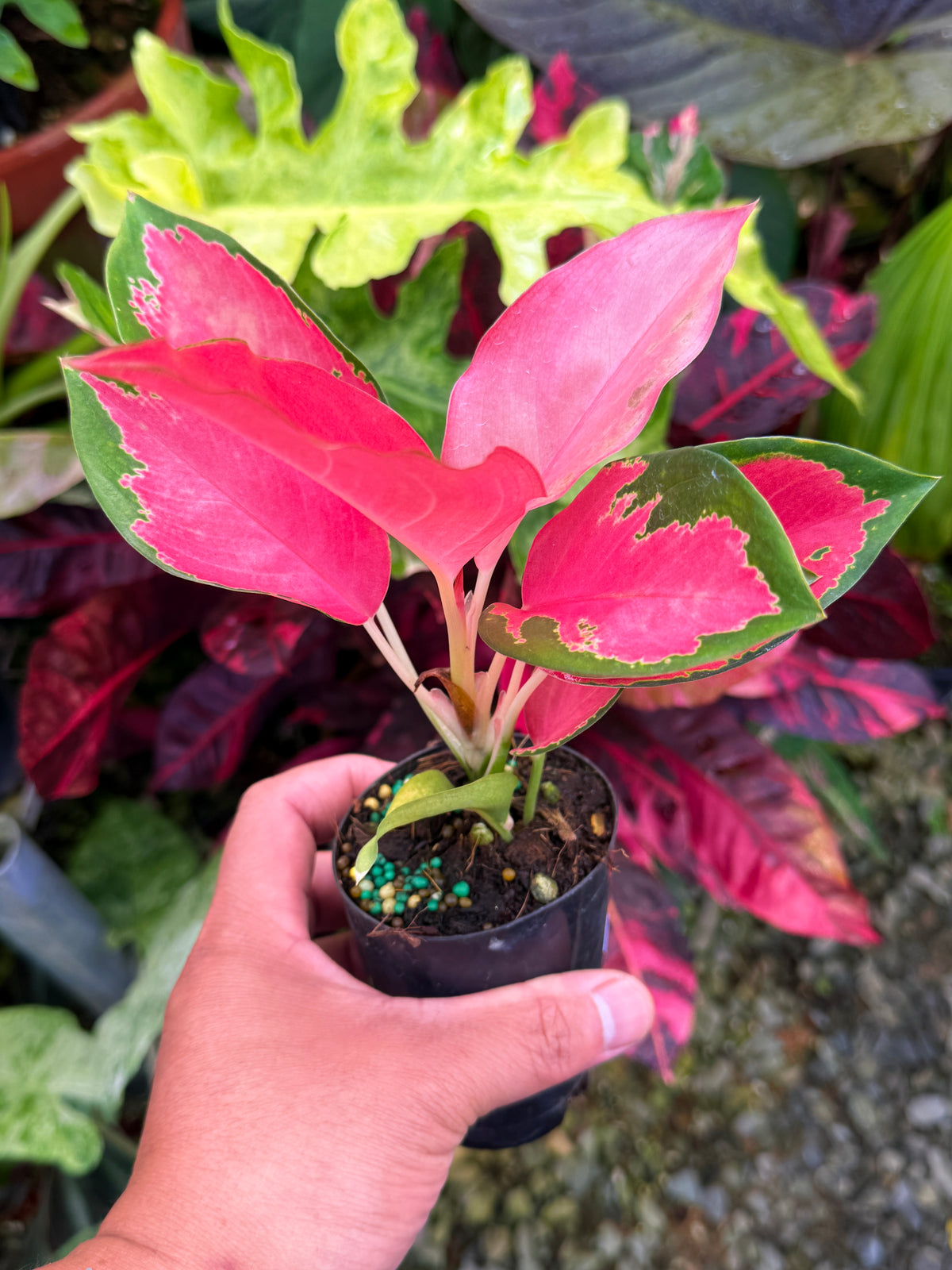Aglaonema 'China Red' S31