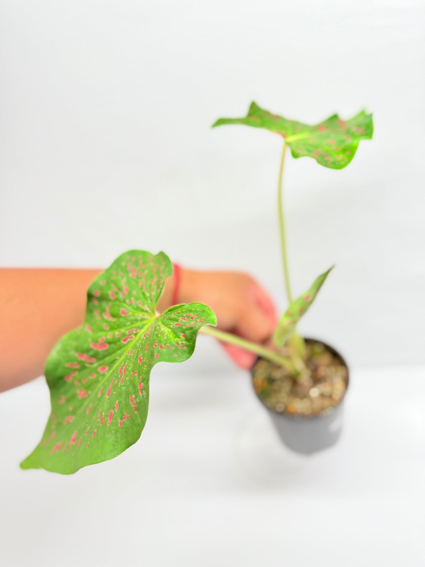 Caladium Thousand Stars G25