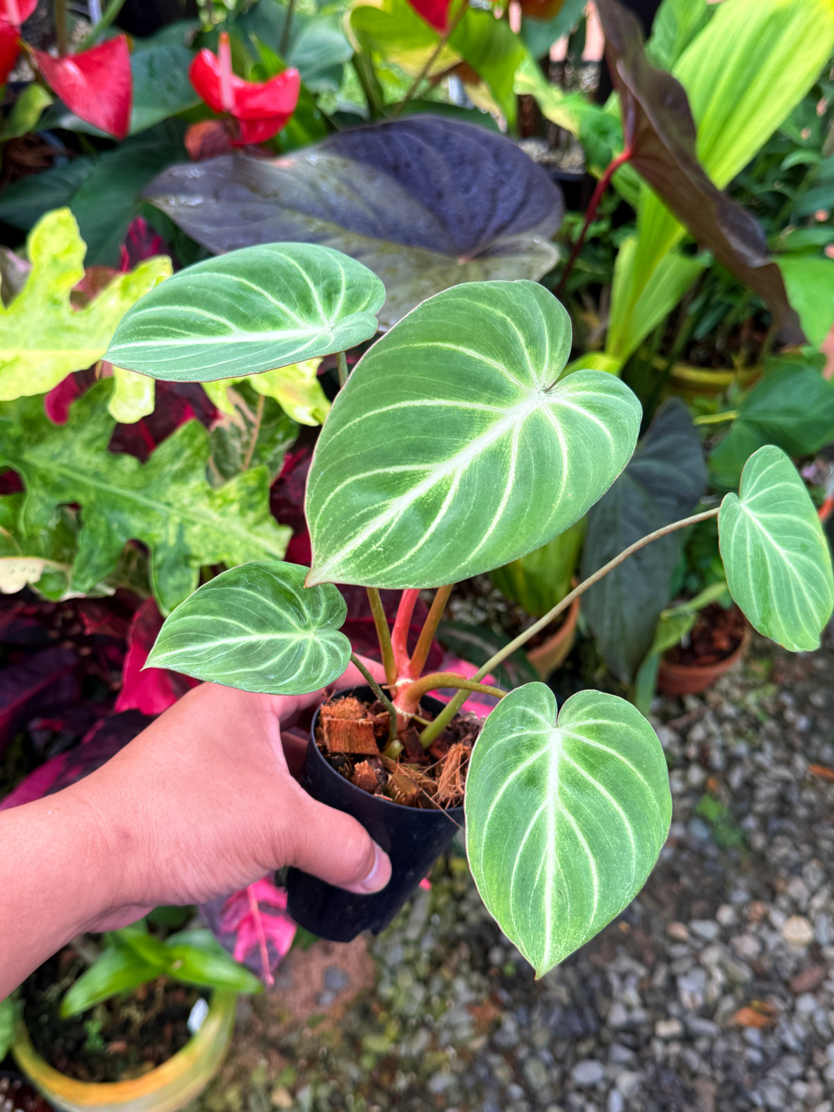 Philodendron 'Tinker Belle' aka Miniature Philodendron S37