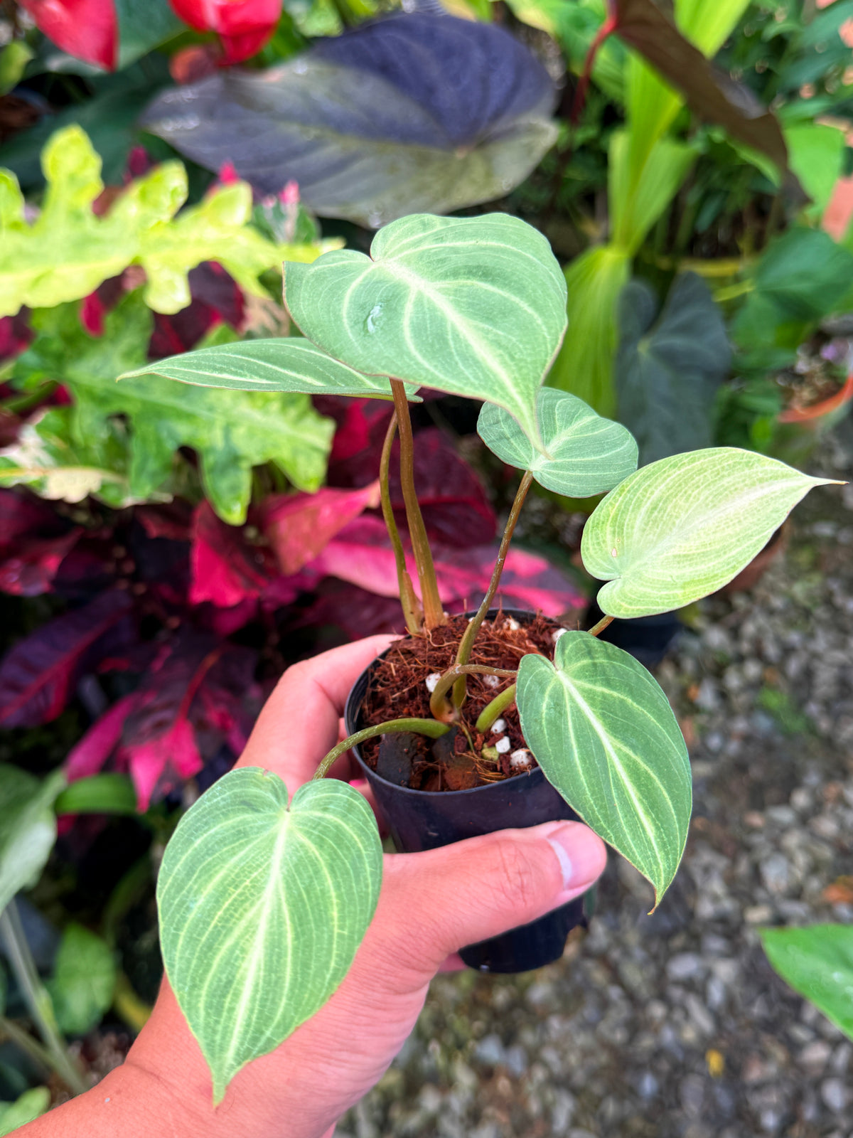 Philodendron 'Tinker Belle' aka Miniature Philodendron S45