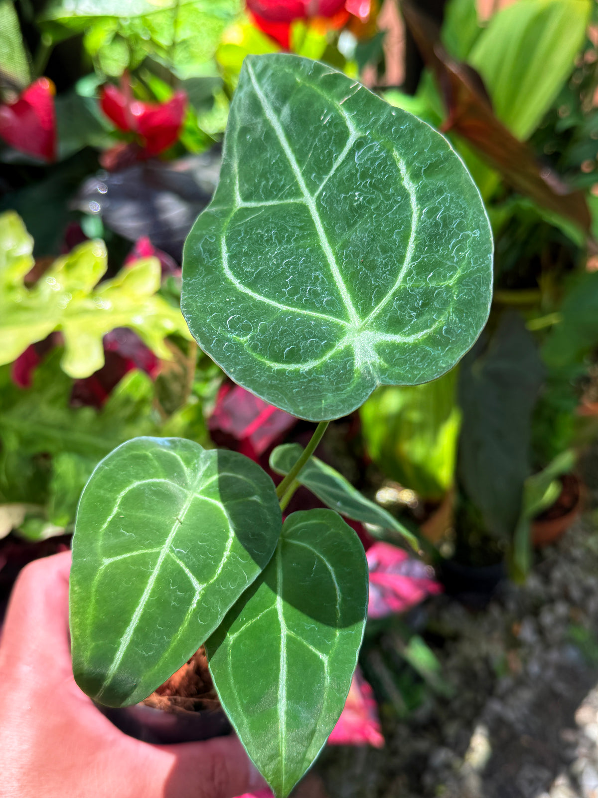 Anthurium Hybrid S27