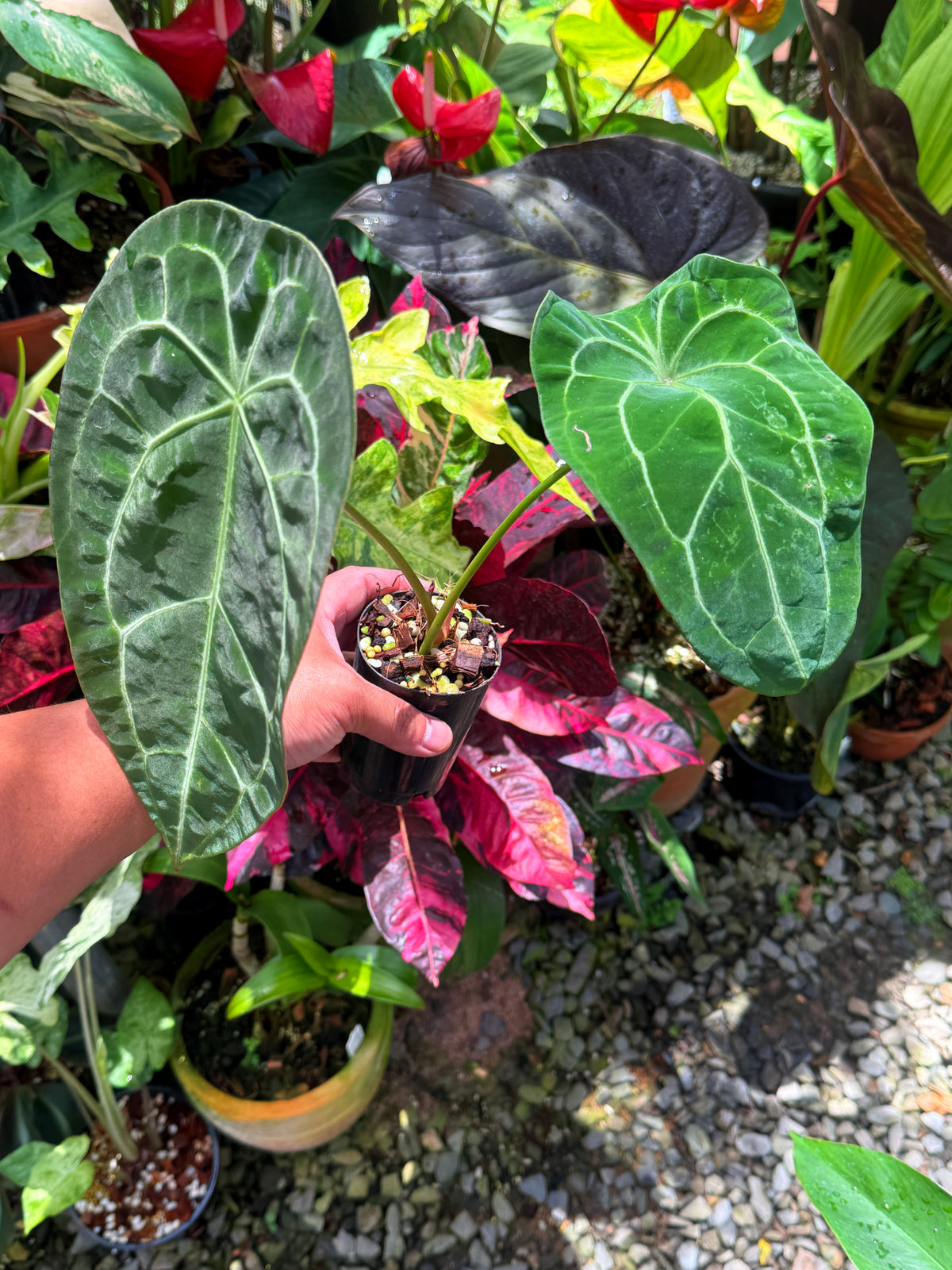 Anthurium 'Forgetii' S26