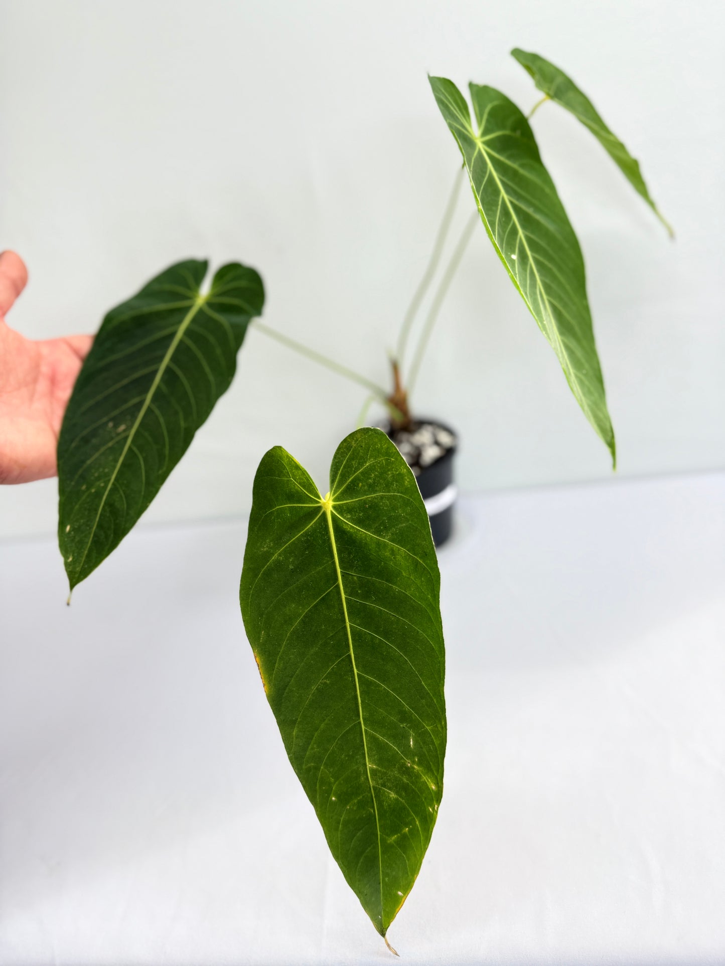 Anthurium Purple Mama 'Purple Velvet x Marmoratum' G32