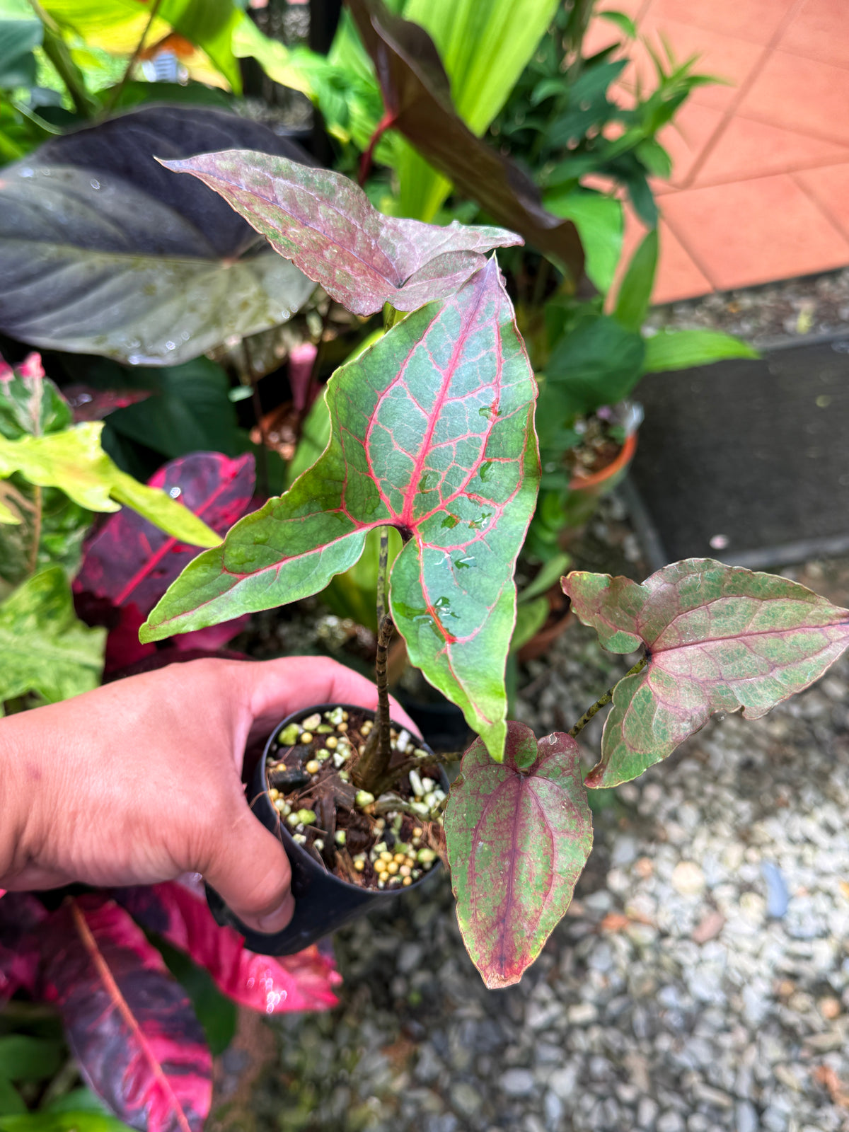 Cyrtosperma johnstonii S34
