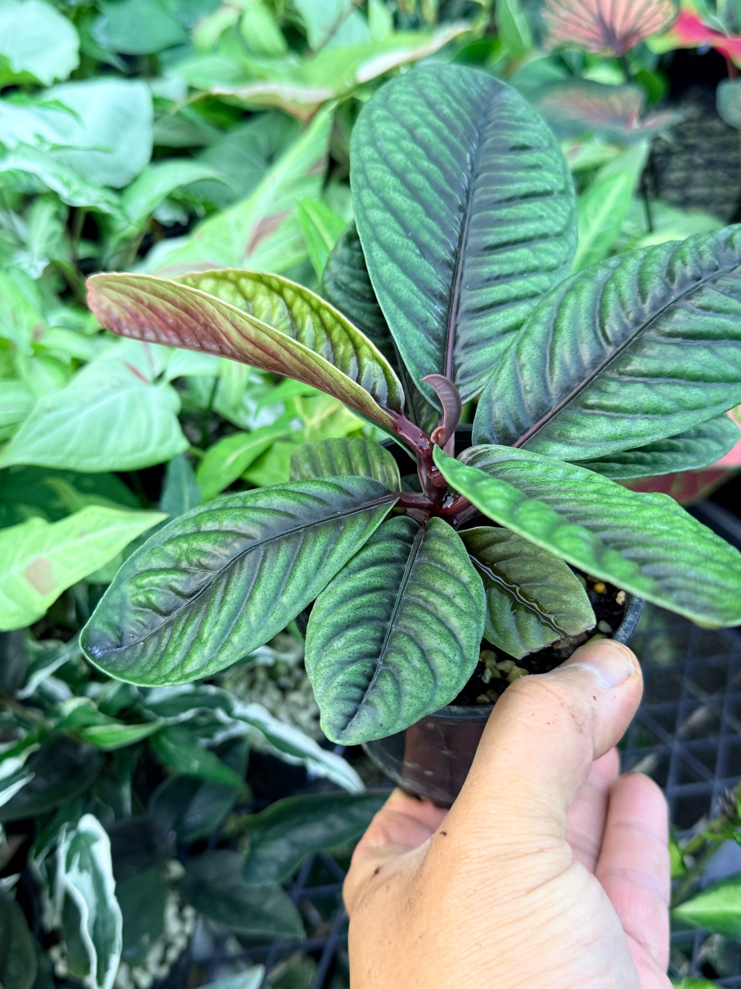 Labisia Sp. G36