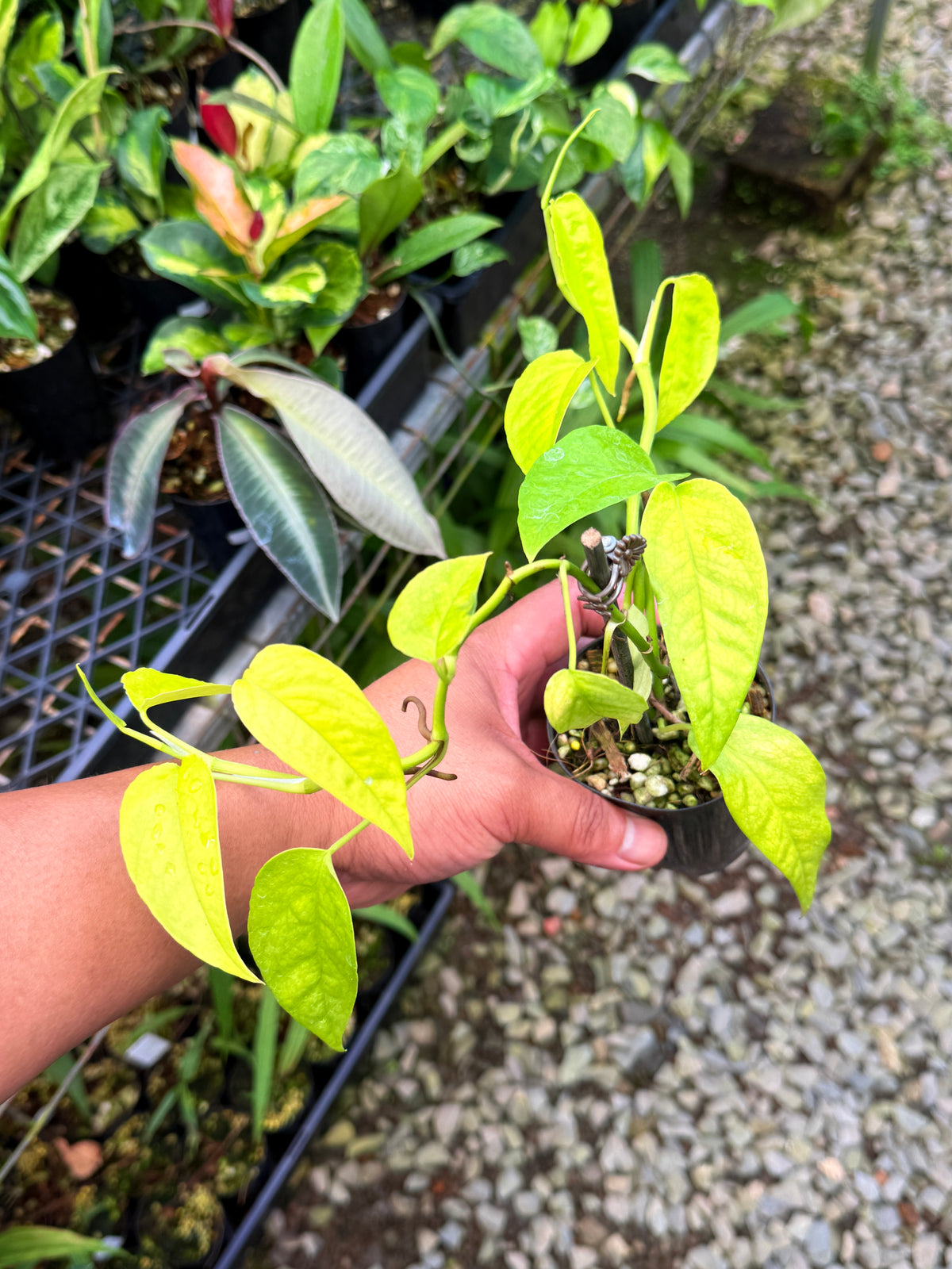 Epipremnum pinnatum 'Neon' Q46