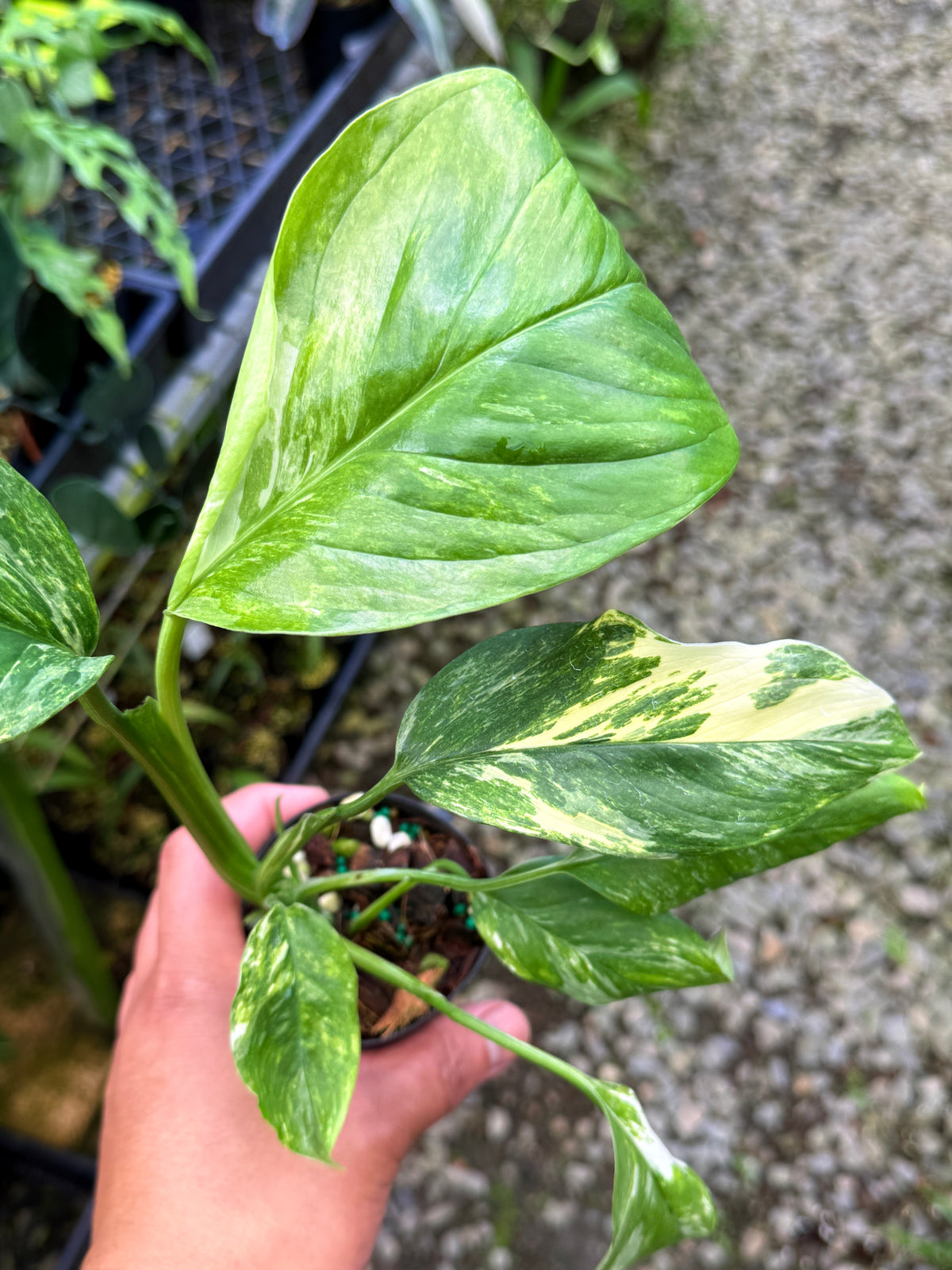 Monstera lechleriana Variegated L71