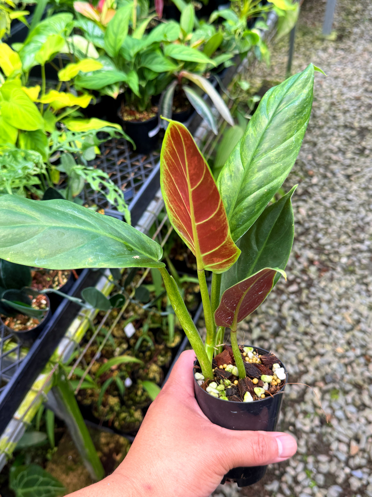 Philodendron 'Subhastatum' Variegata S42