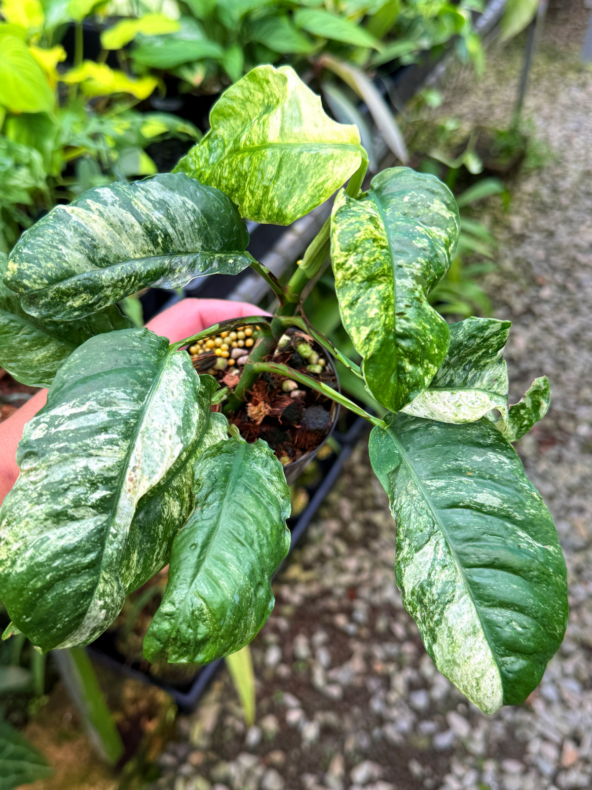 Rhaphidophora 'Puberula Variegata' S39