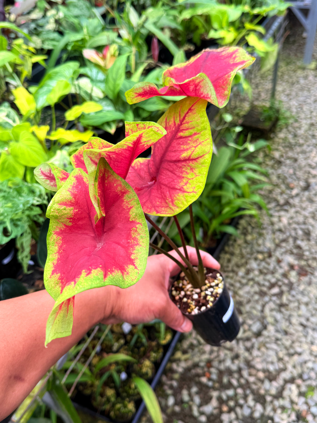 Caladium 'Brilliant' S54
