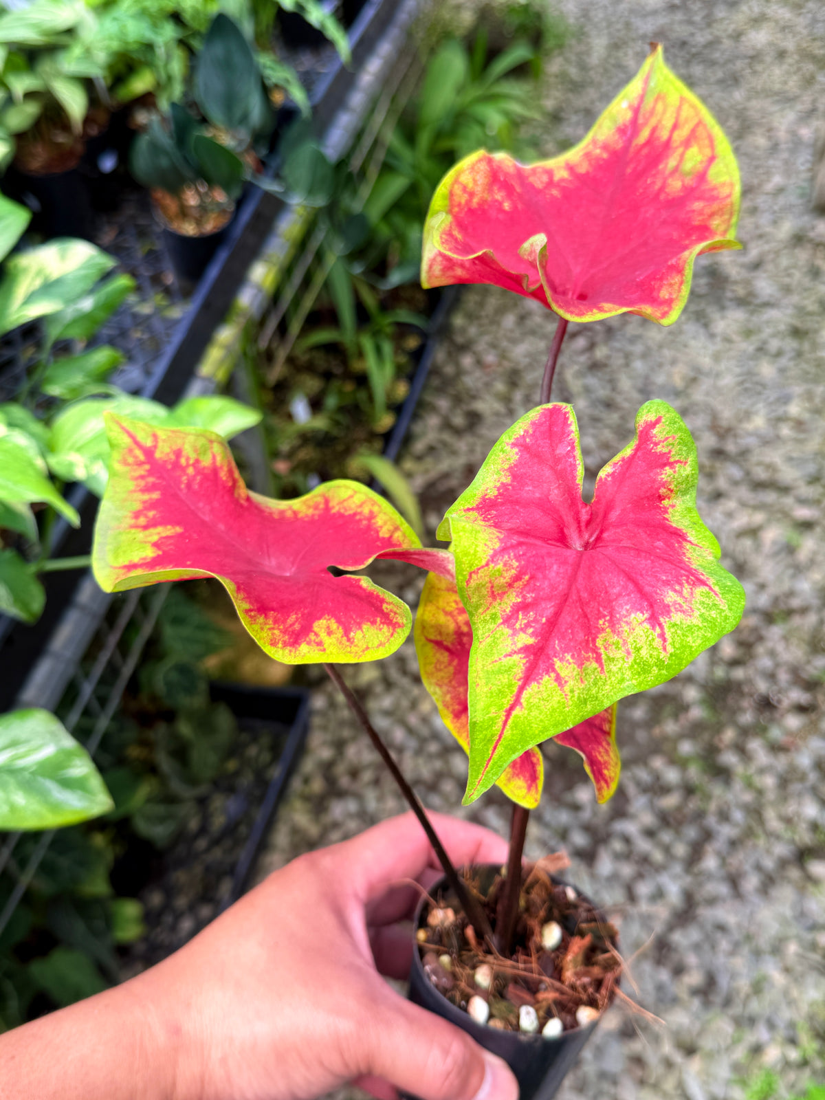 Caladium 'Brilliant' S55