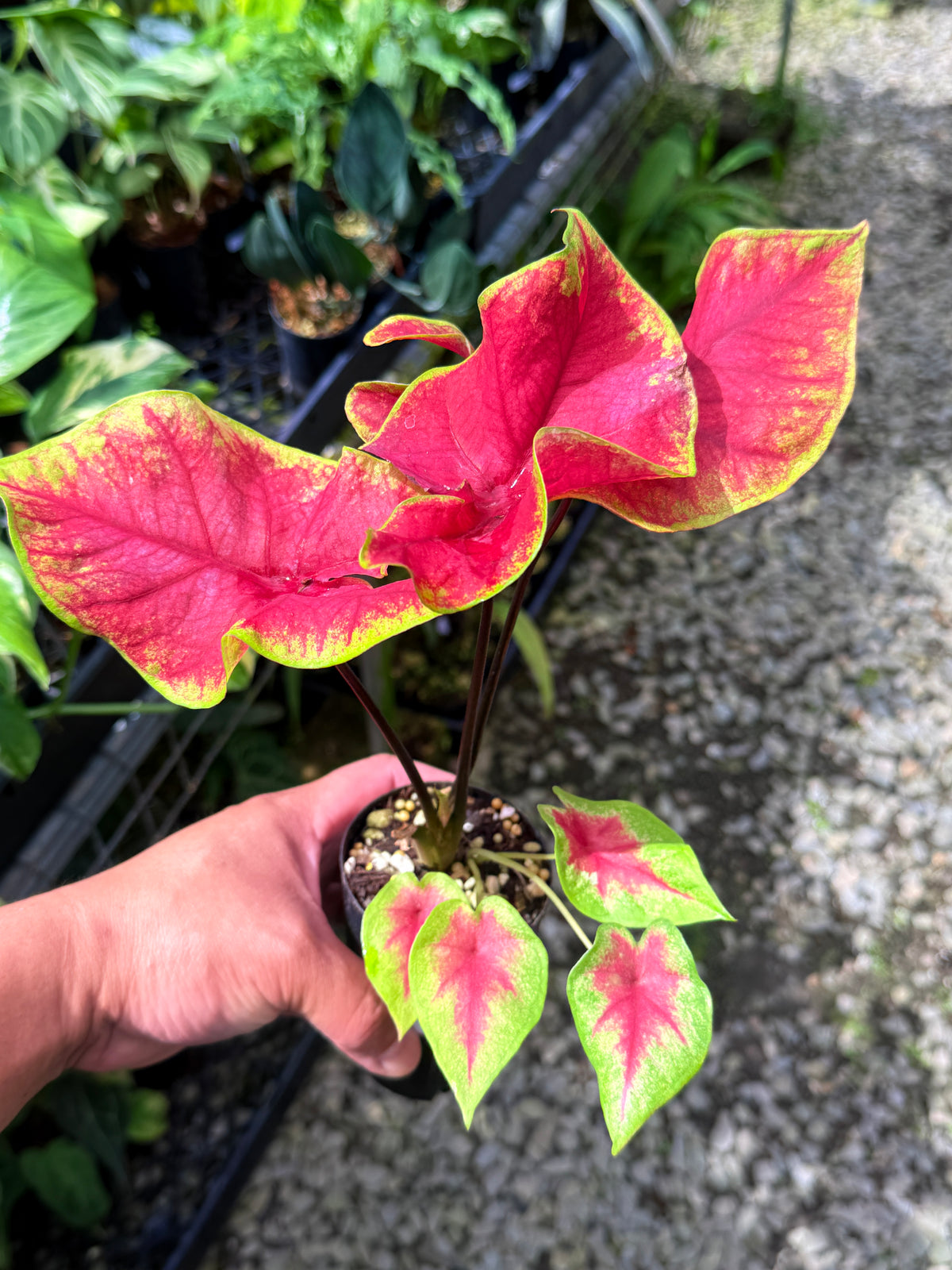 Caladium 'Brilliant' S56