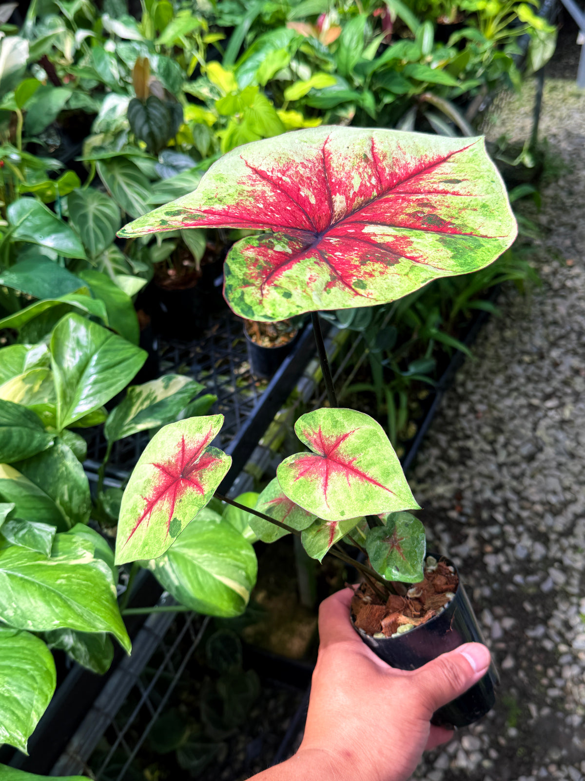 Caladium Hybrid S58