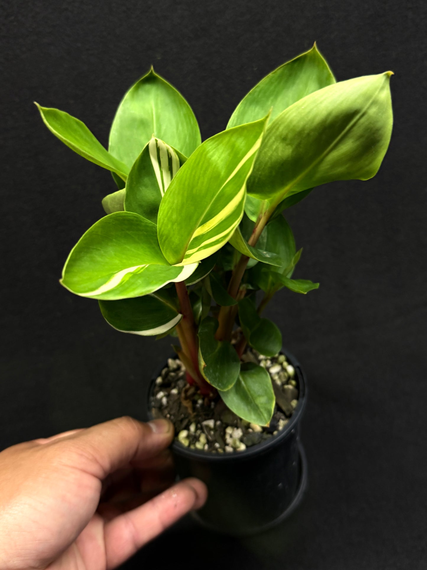 Pleuranthodium schlecteri 'Variegated Dwarf Ginger' - Rarely Offered G39