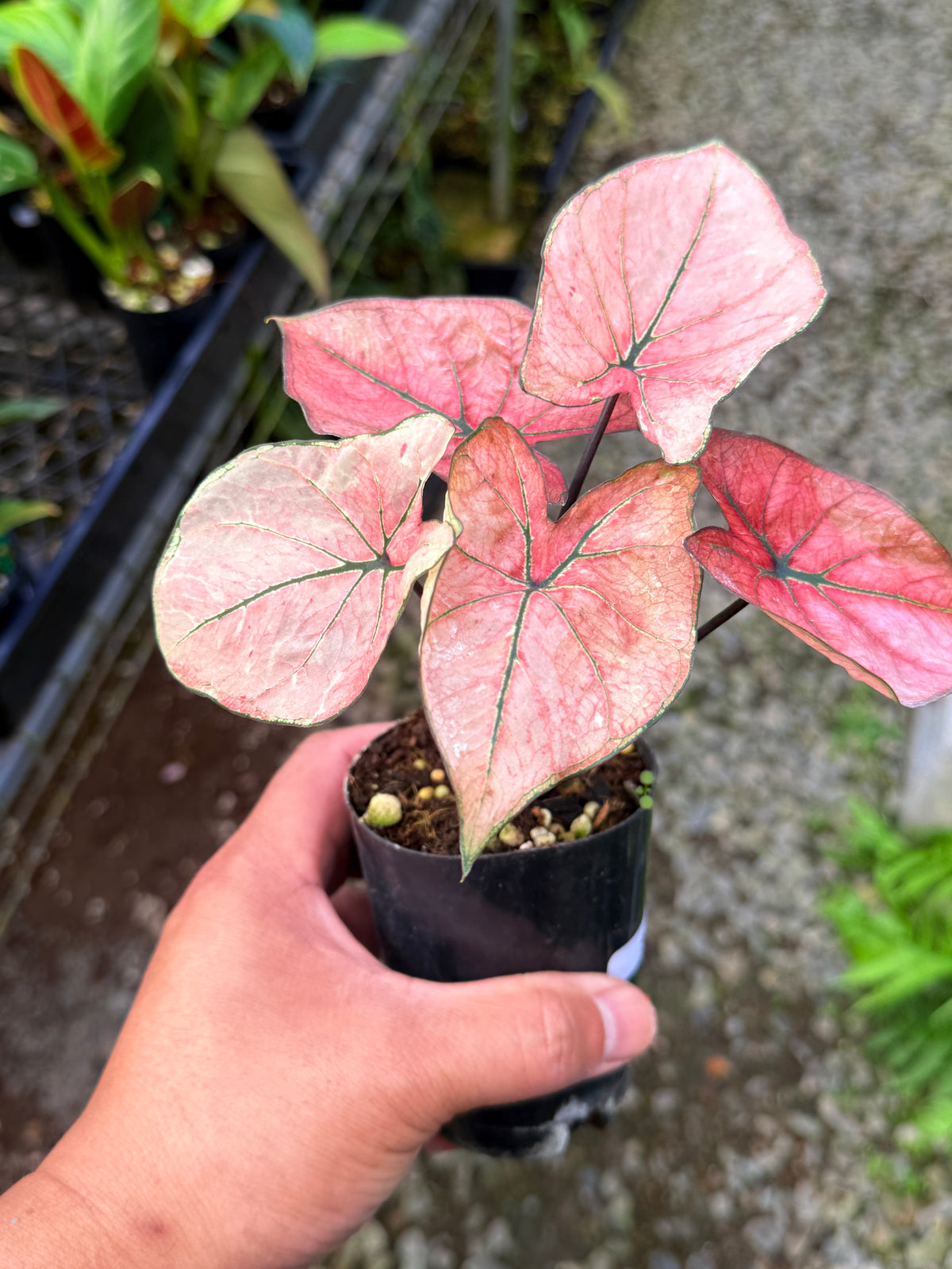 Caladium Hybrid S53