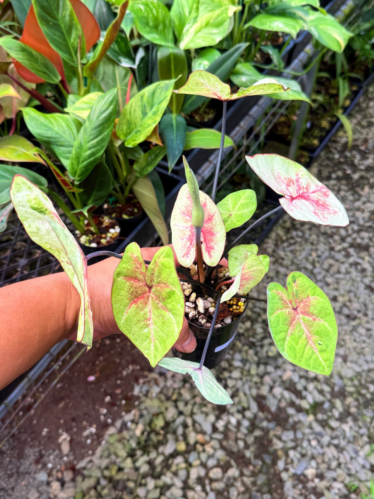 Caladium Hybrid S61