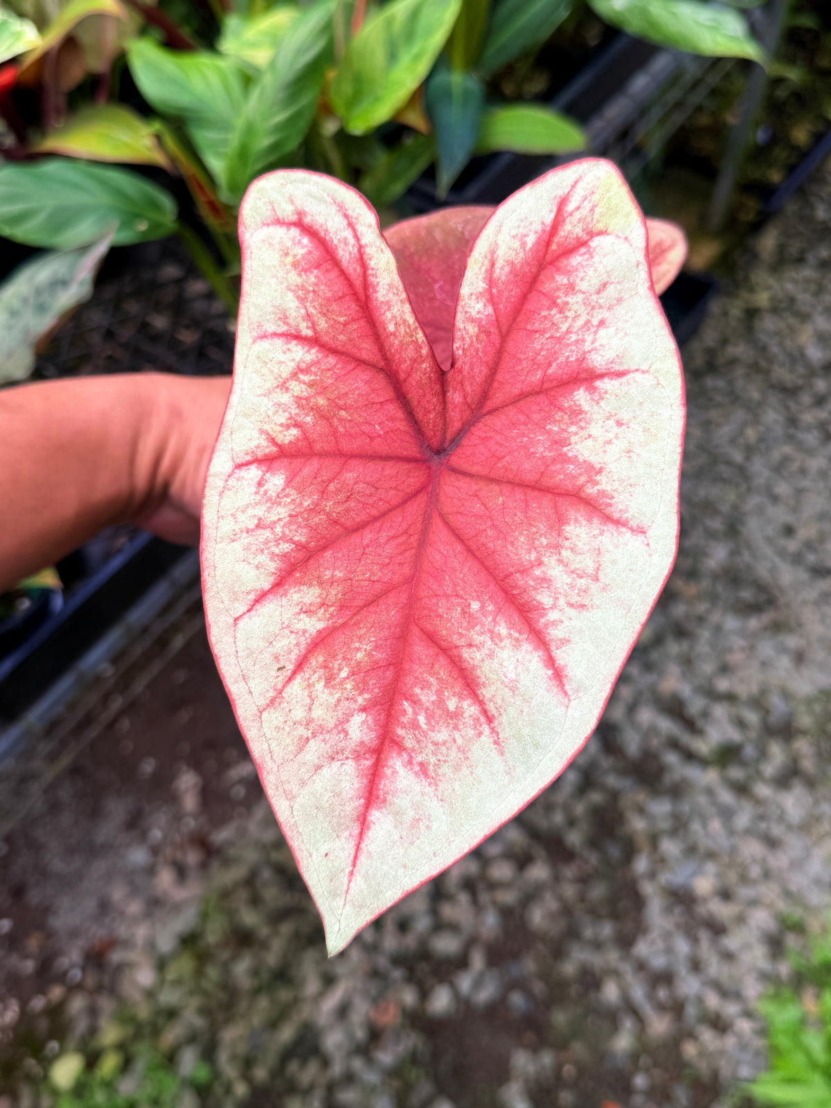 Caladium Hybrid S63