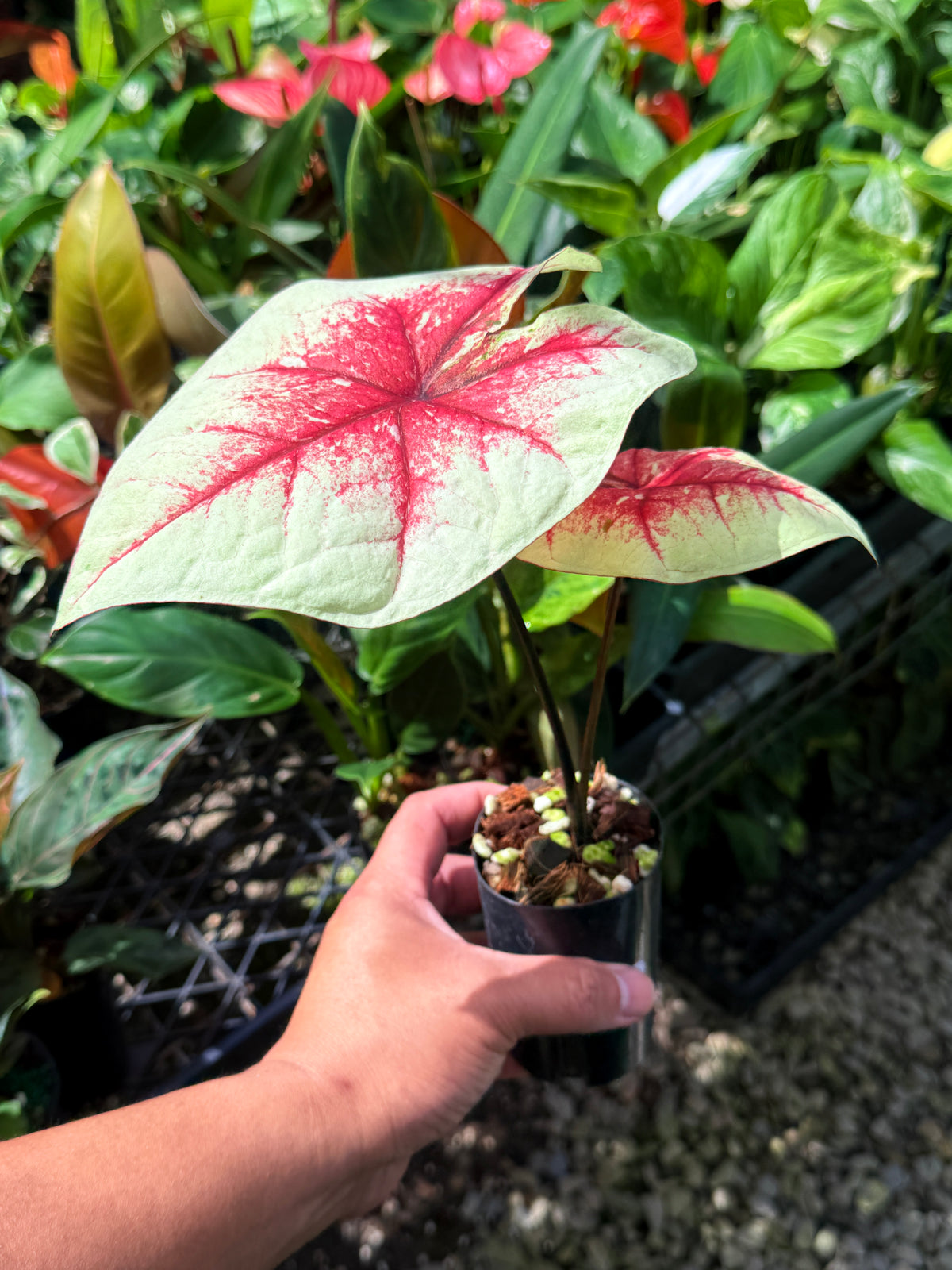 Caladium Hybrid S68