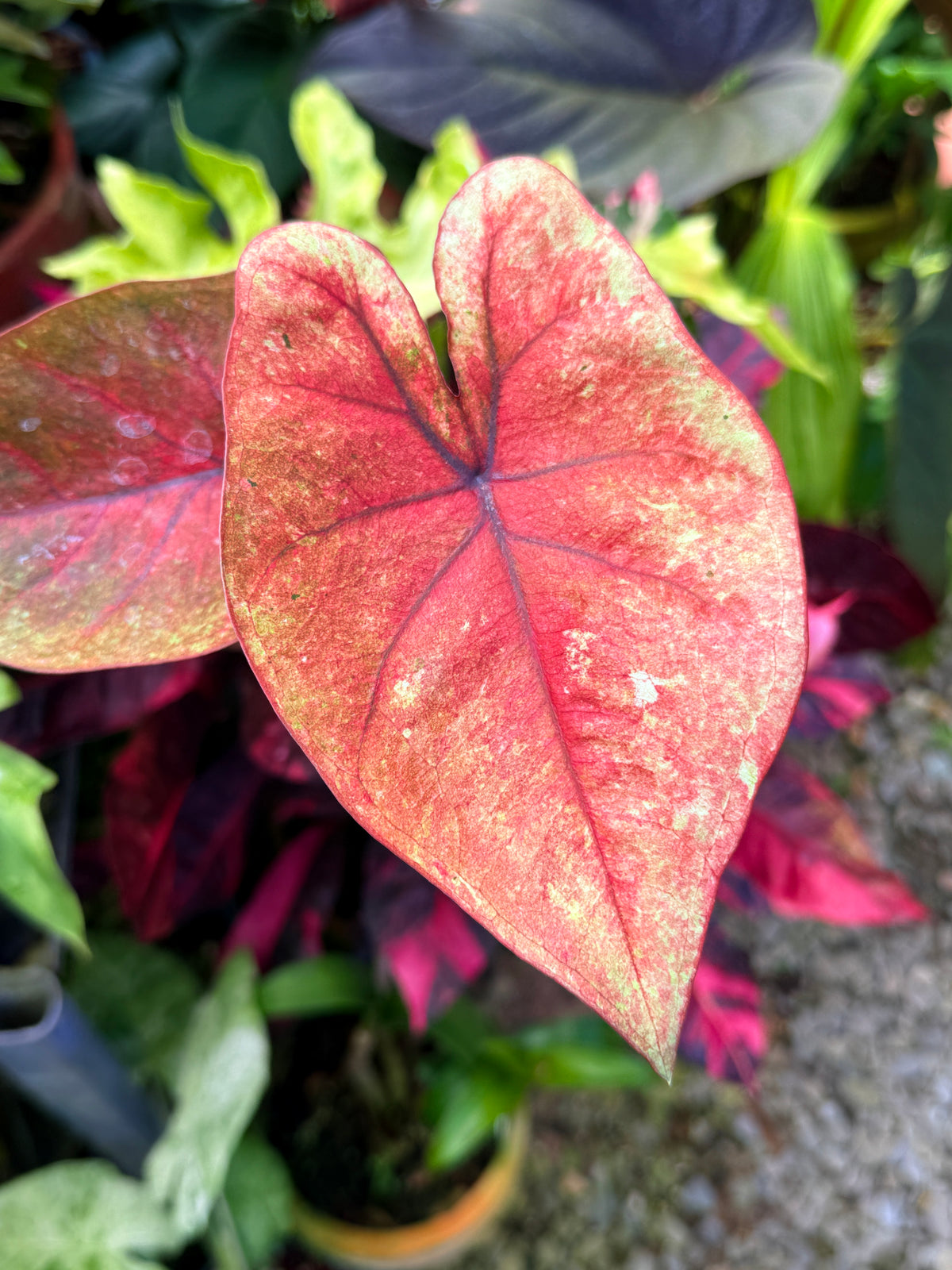 Caladium Hybrid S62