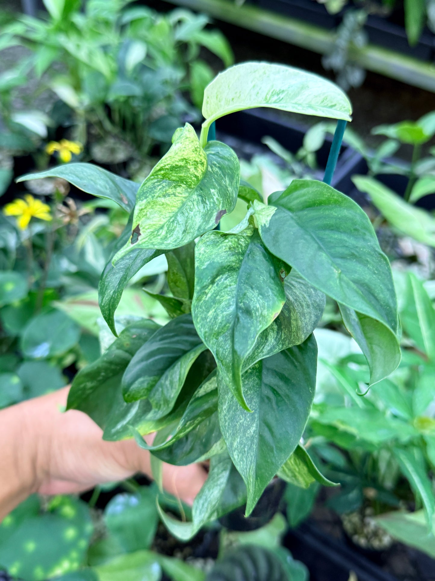 Rhaphidophora 'Puberula Variegated' M51
