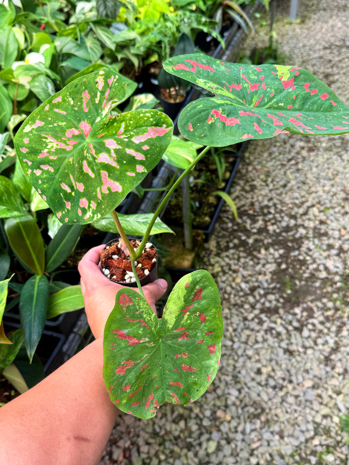 Caladium Hybrid S70