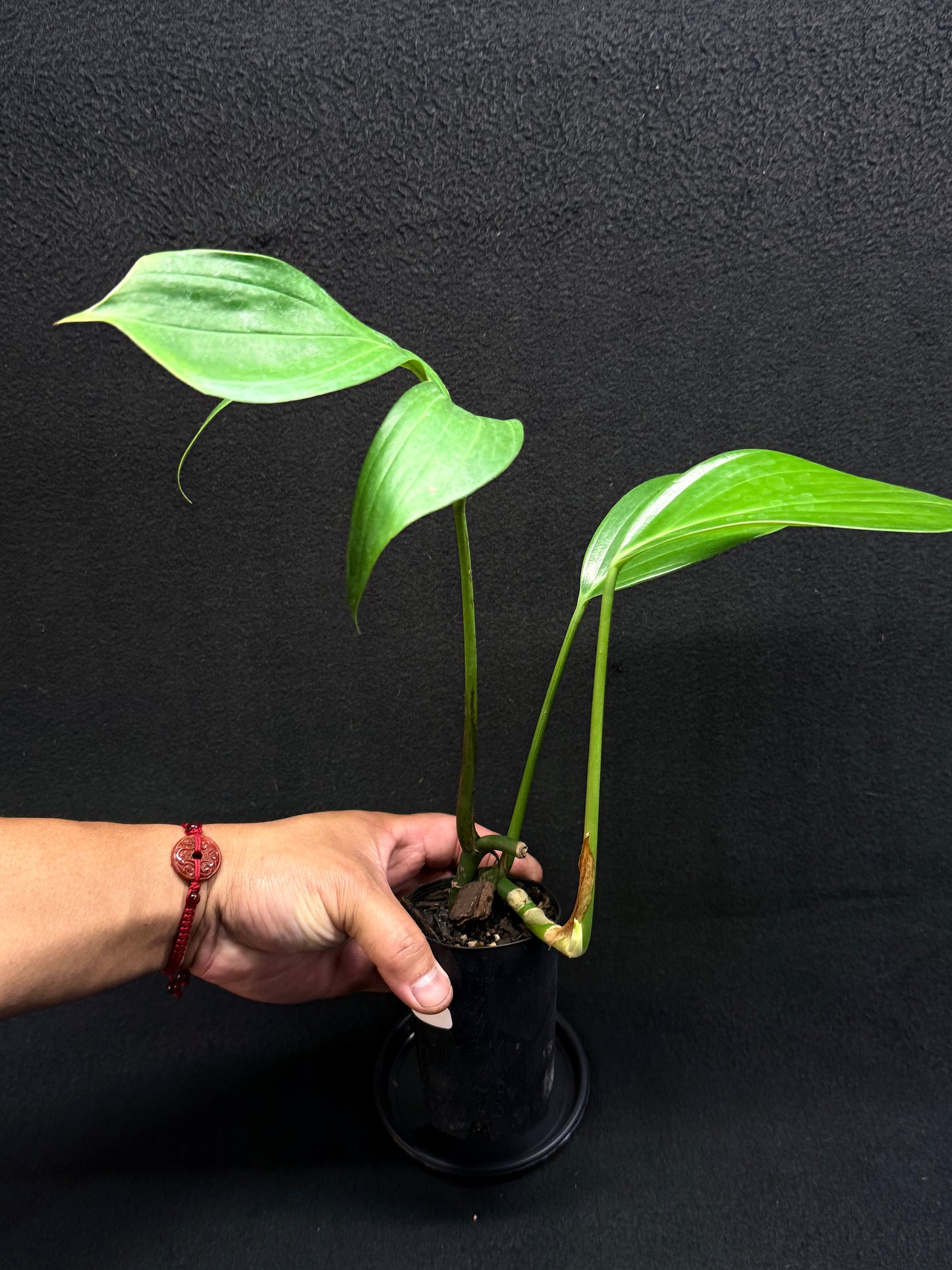 Rhaphidophora Decursiva 'Dragon Tail' G42