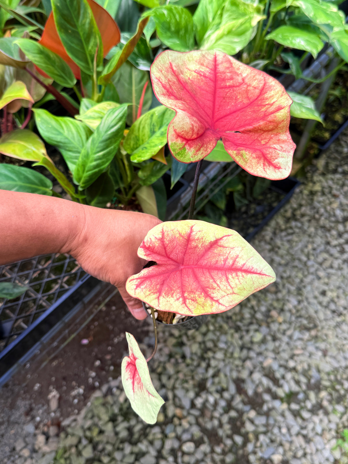 Caladium Hybrid S64