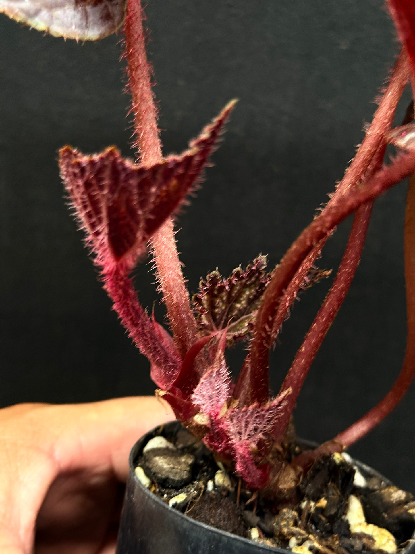 Begonia Cherry Blossom Z40