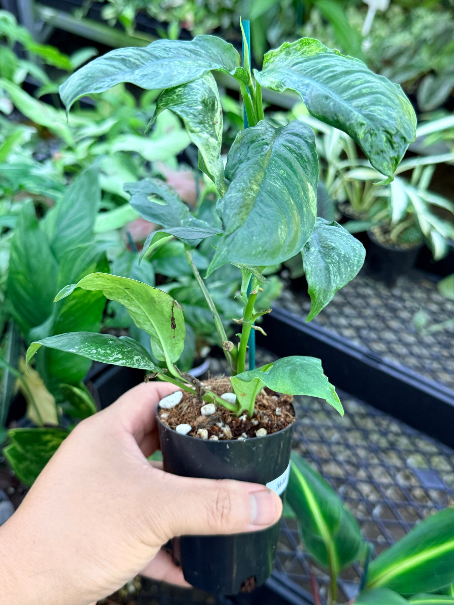 Rhaphidophora 'Puberula Variegated' M49