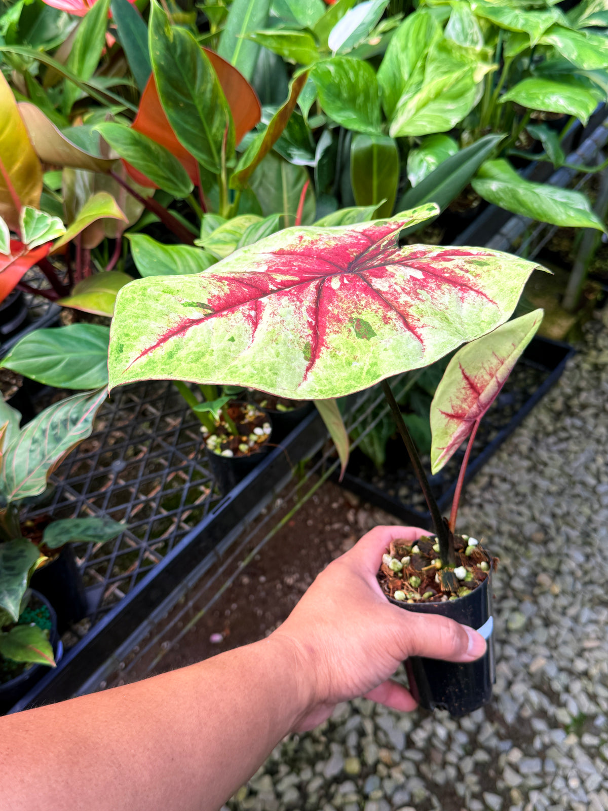 Caladium Hybrid S67