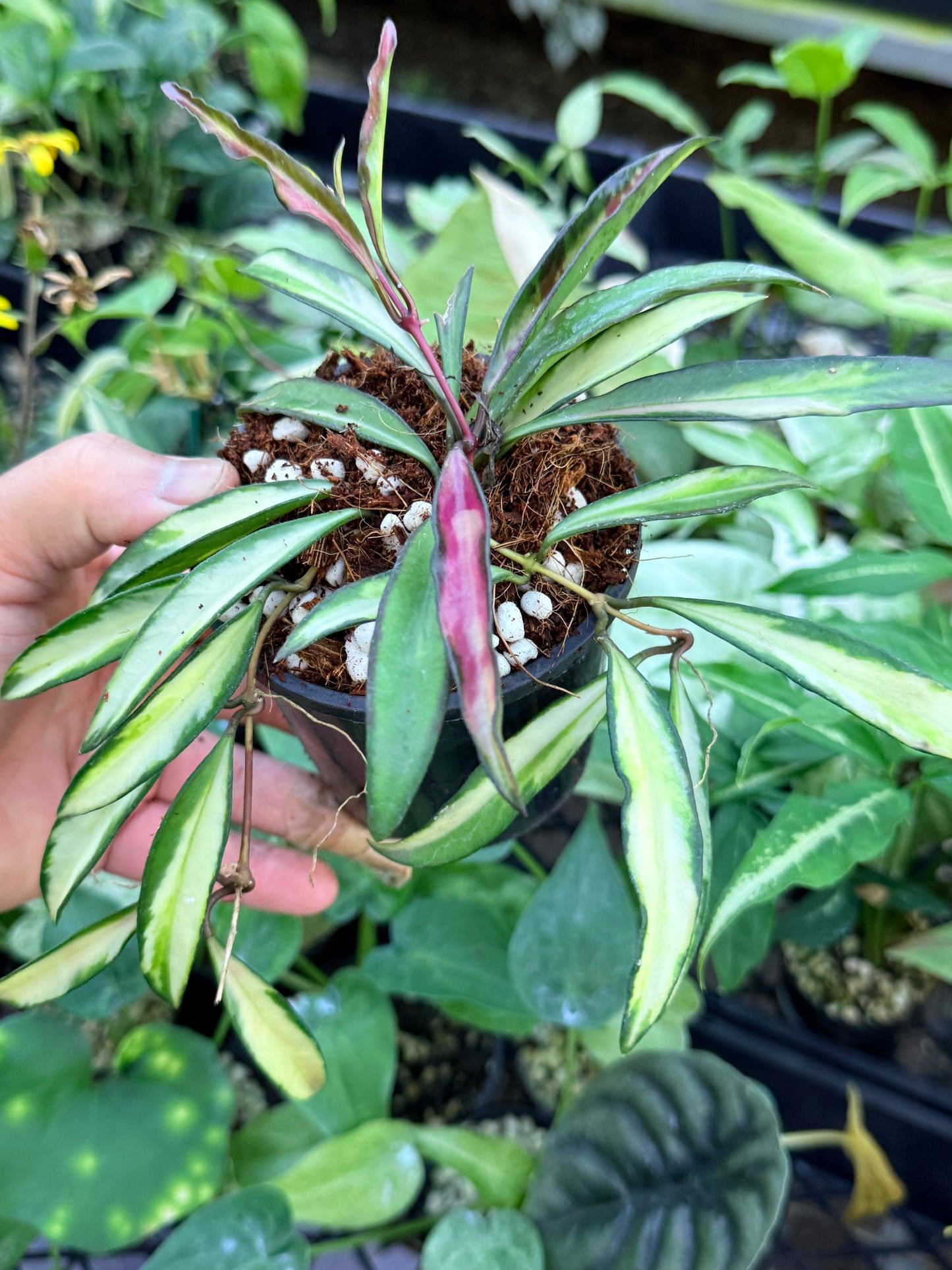 Hoya Wayetii Variegata M13