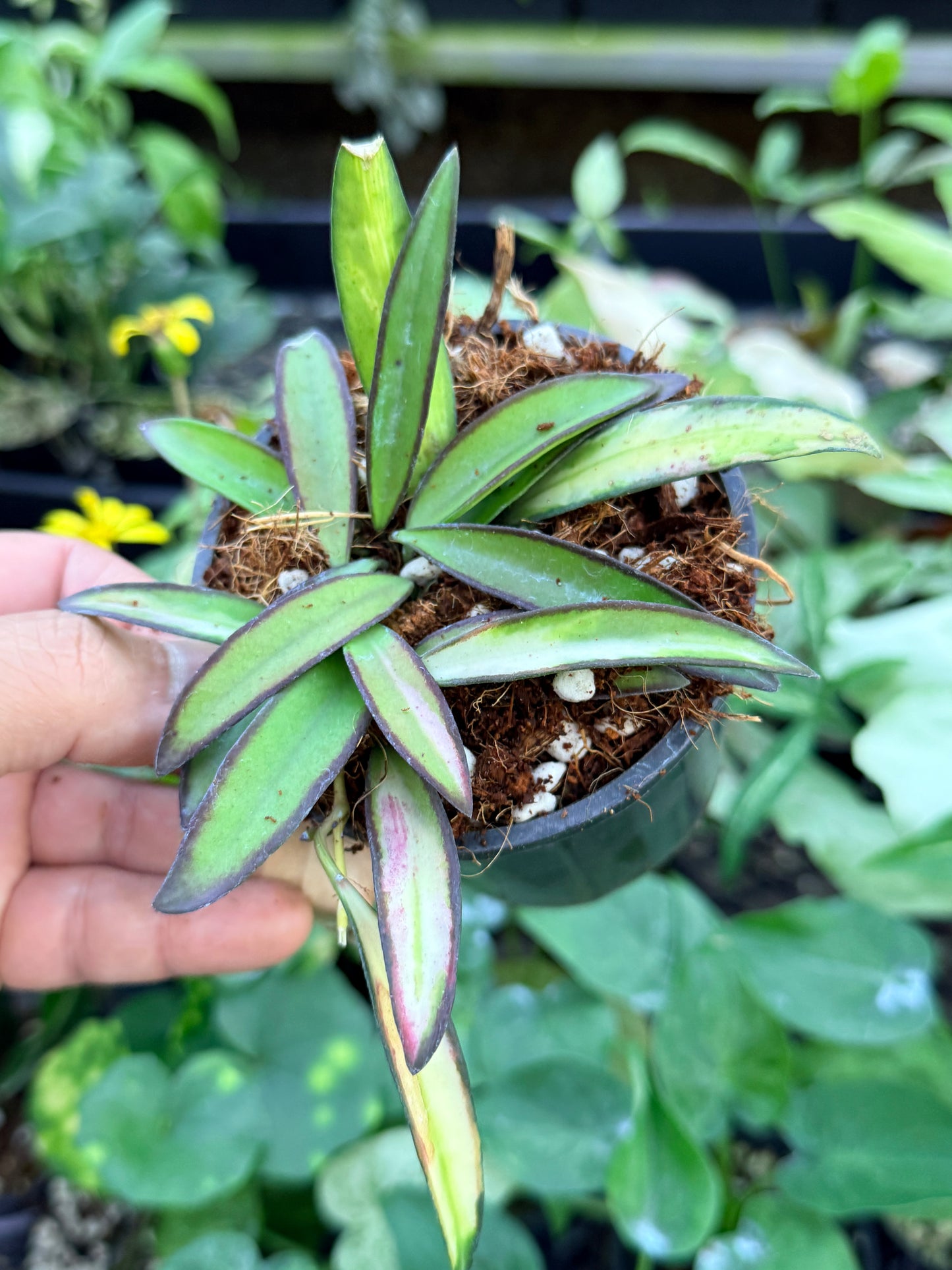 Hoya Wayetii Variegata M58