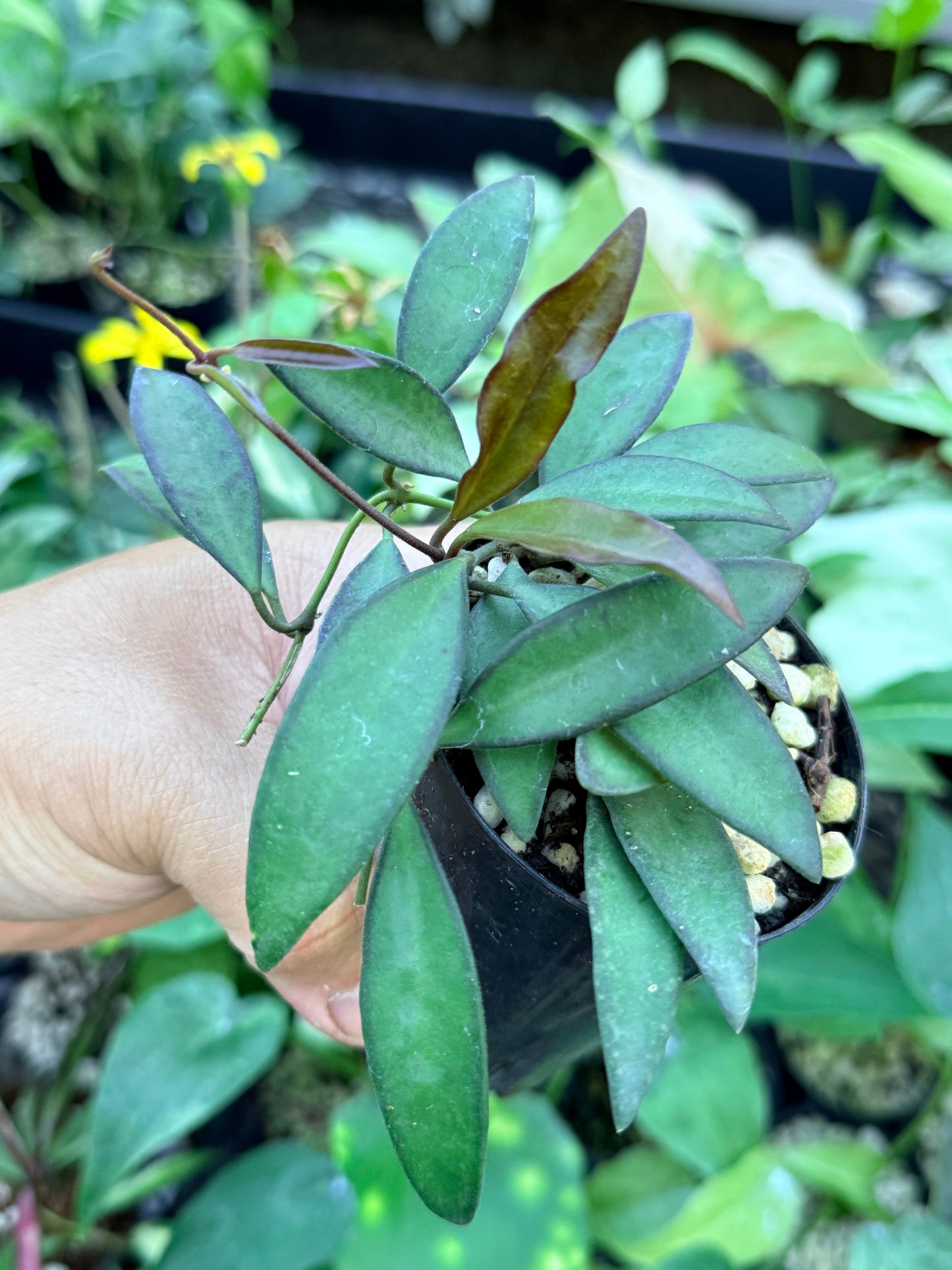 Hoya 'Rosita' M43