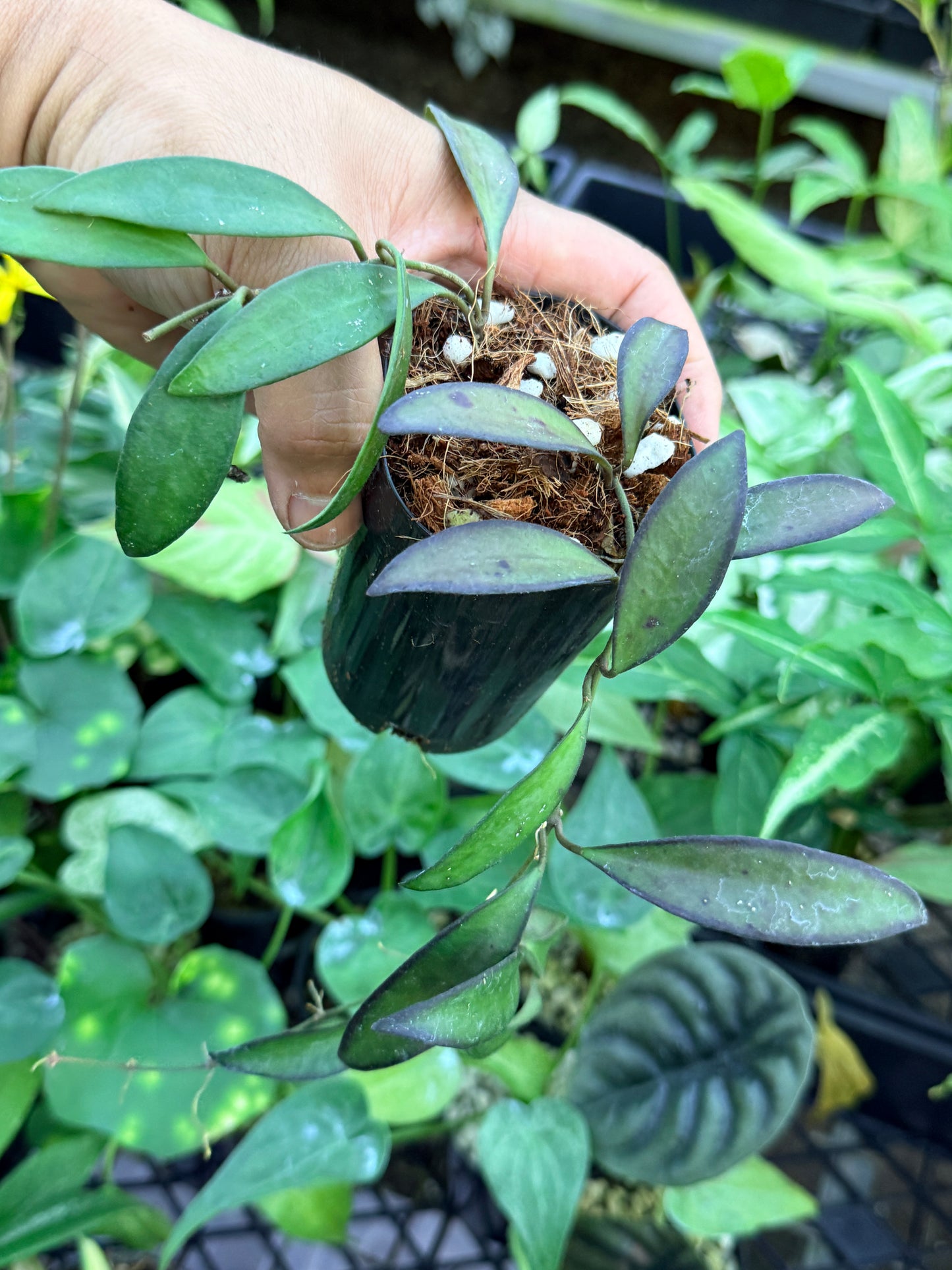 Hoya 'Rosita' M42