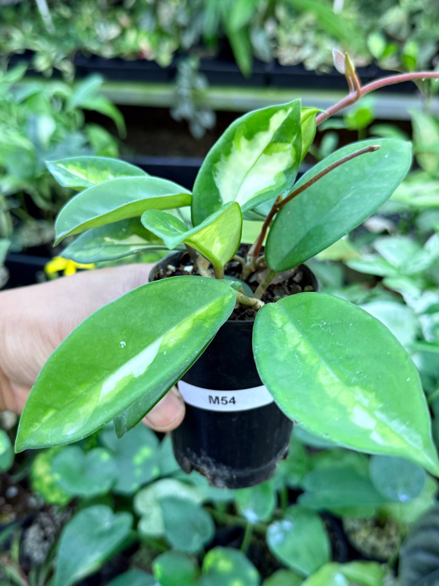 Hoya 'Crimson Princess' M54