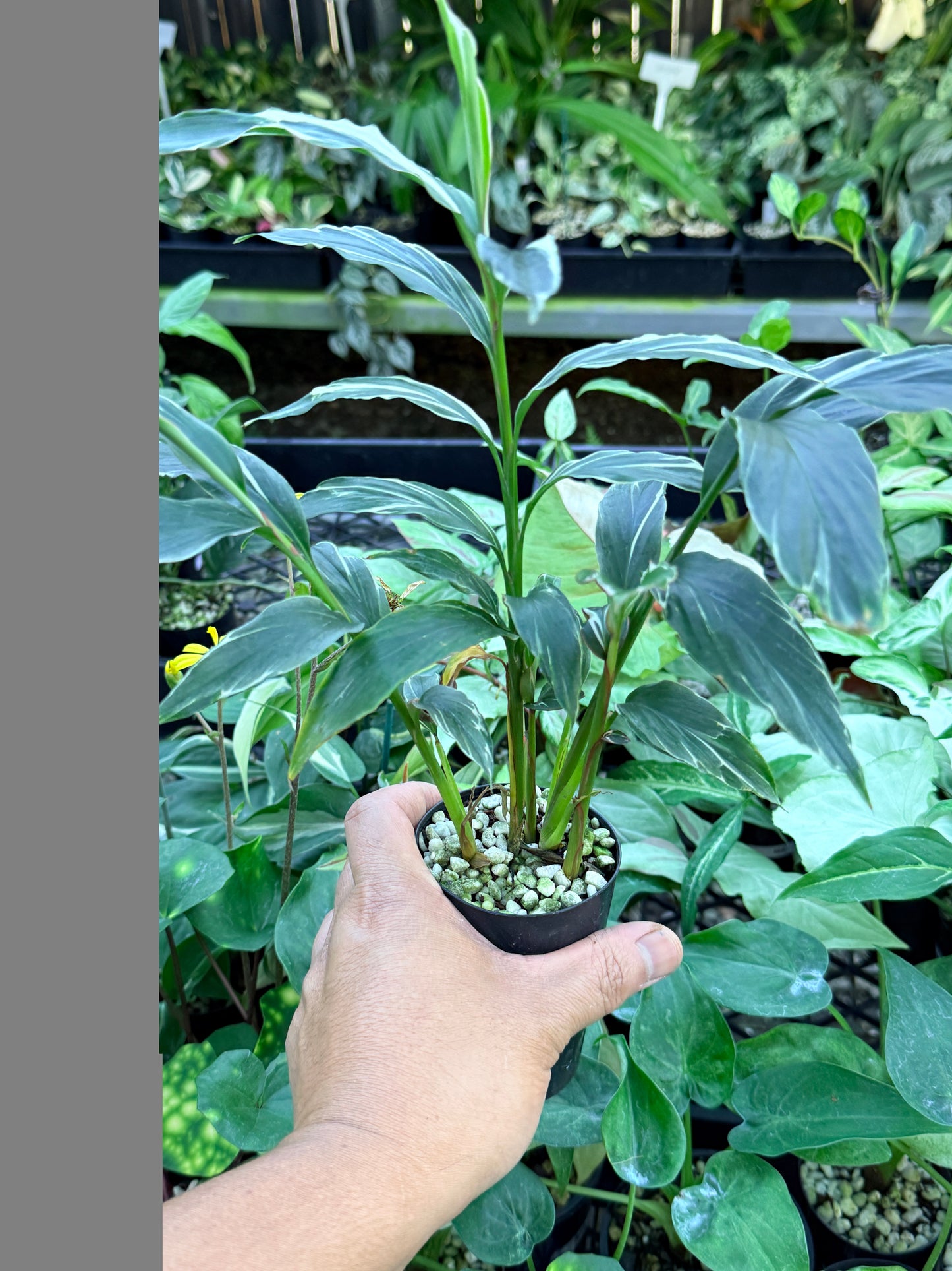 Alpinia vittata 'Variegated Striped Narrow Leaf Ginger' M46