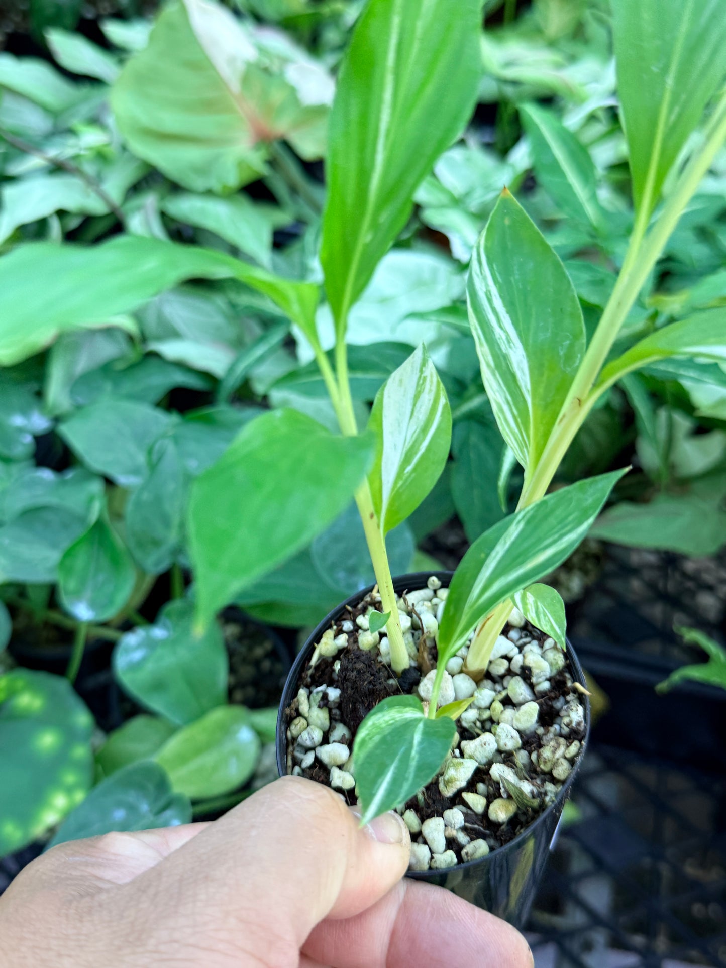 Alpinia vittata 'Variegated Striped Narrow Leaf Ginger' M37