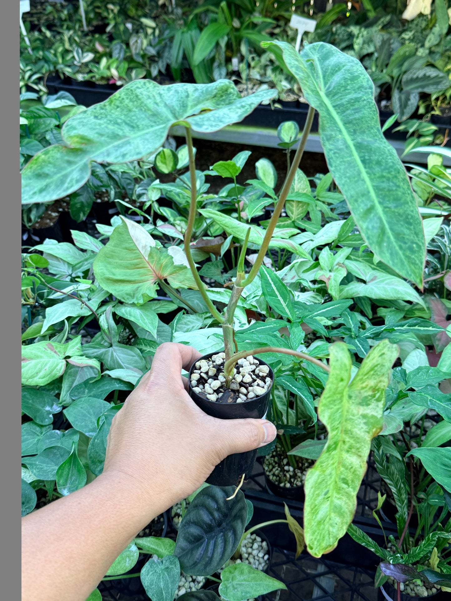 Philodendron Paraiso Verde M45