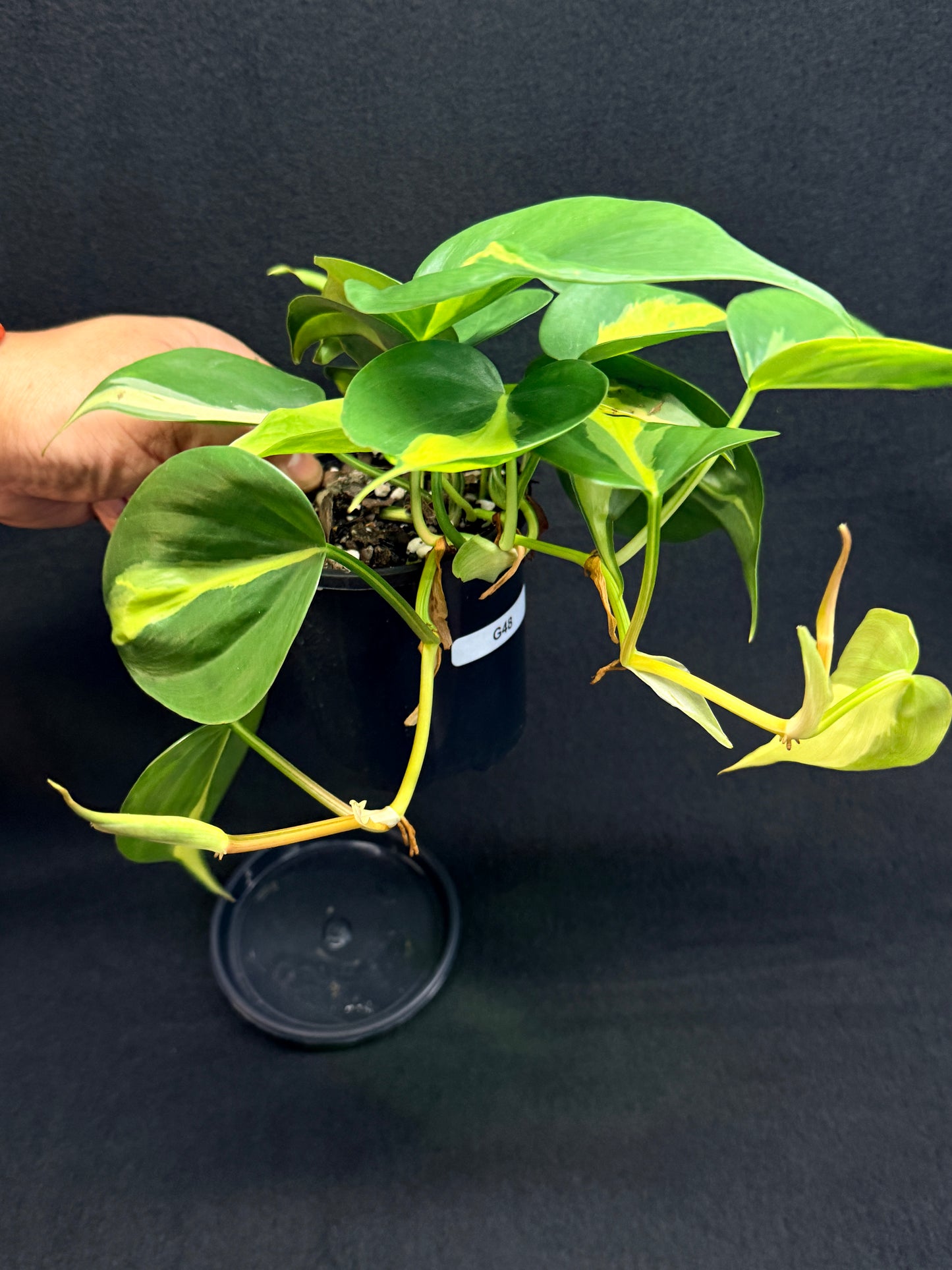 Philodendron Brasil G48
