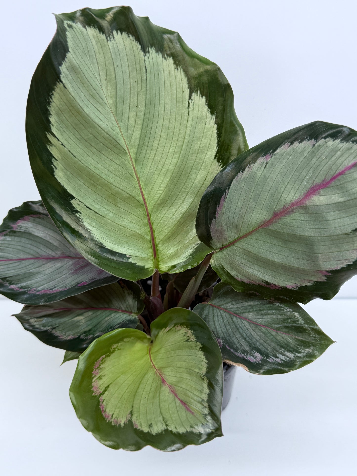 Calathea Northern Lights - Best Pick of the Crop!
