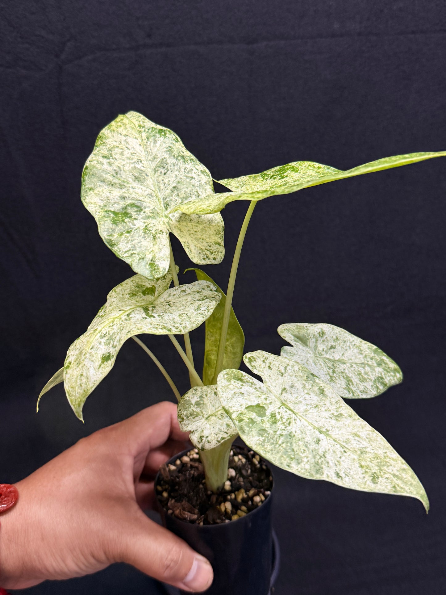 Alocasia odora Batik Variegata G47