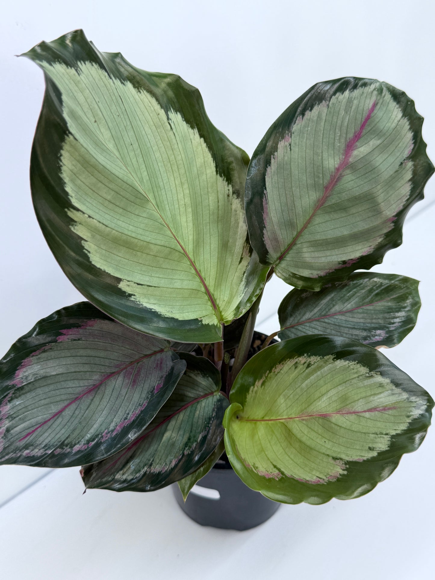 Calathea Northern Lights - Best Pick of the Crop!