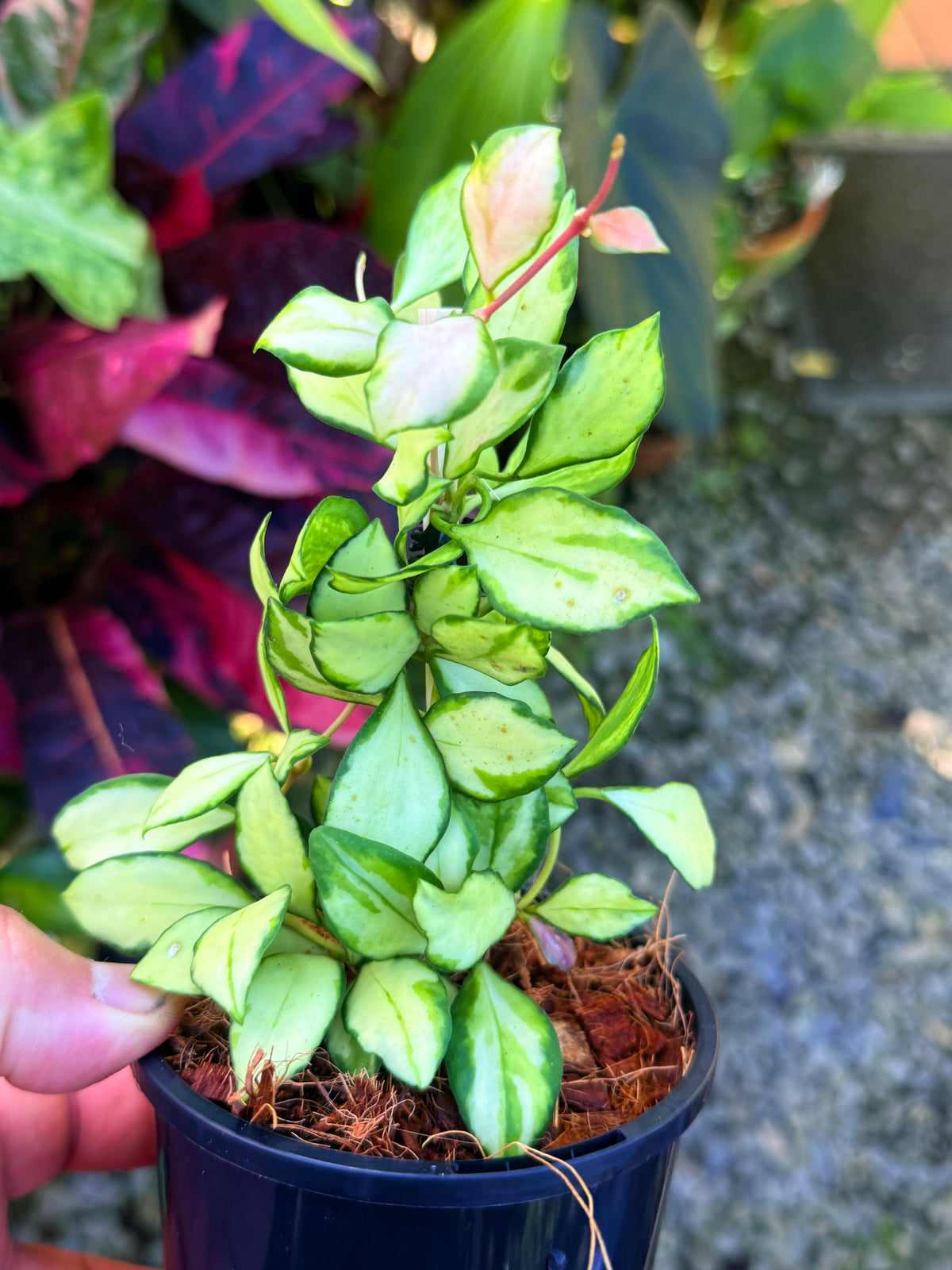 Hoya heuschkeliana S72