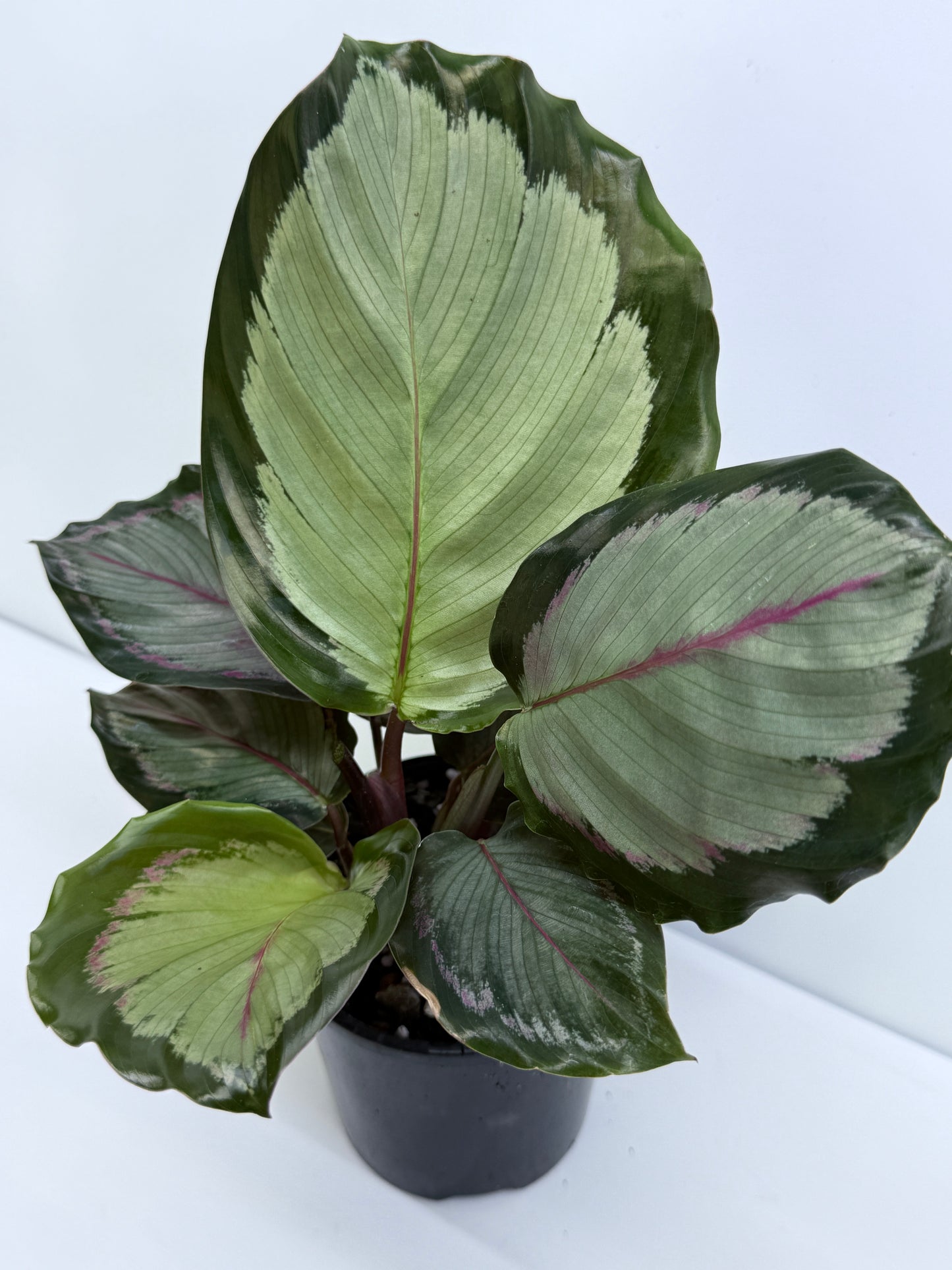 Calathea Northern Lights - Best Pick of the Crop!