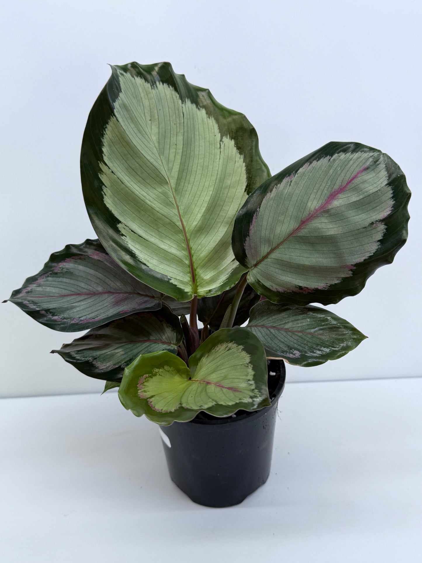 Calathea Northern Lights - Best Pick of the Crop!