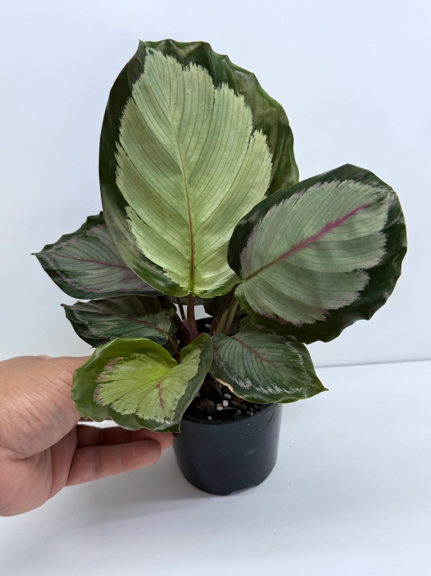 Calathea Northern Lights - Best Pick of the Crop!