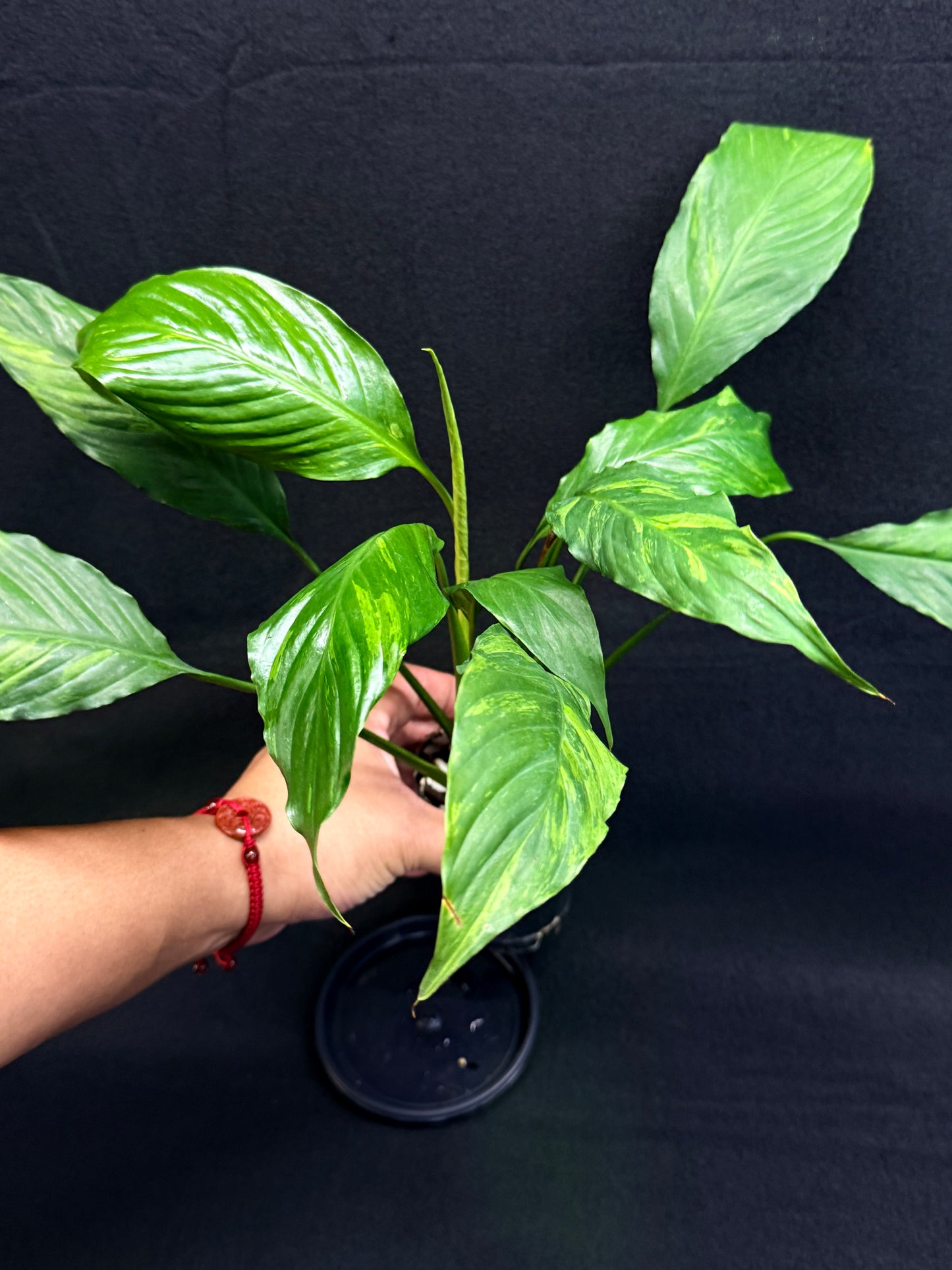 Spathiphyllum Picasso 'Aurea' Yellow Variegation G50