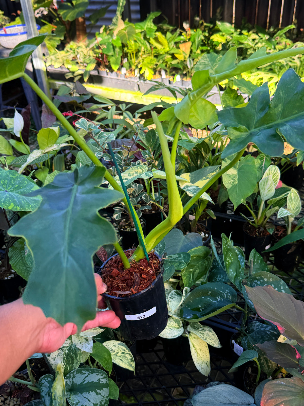 Philodendron 'Bob Cee' Variegata (Large) S73