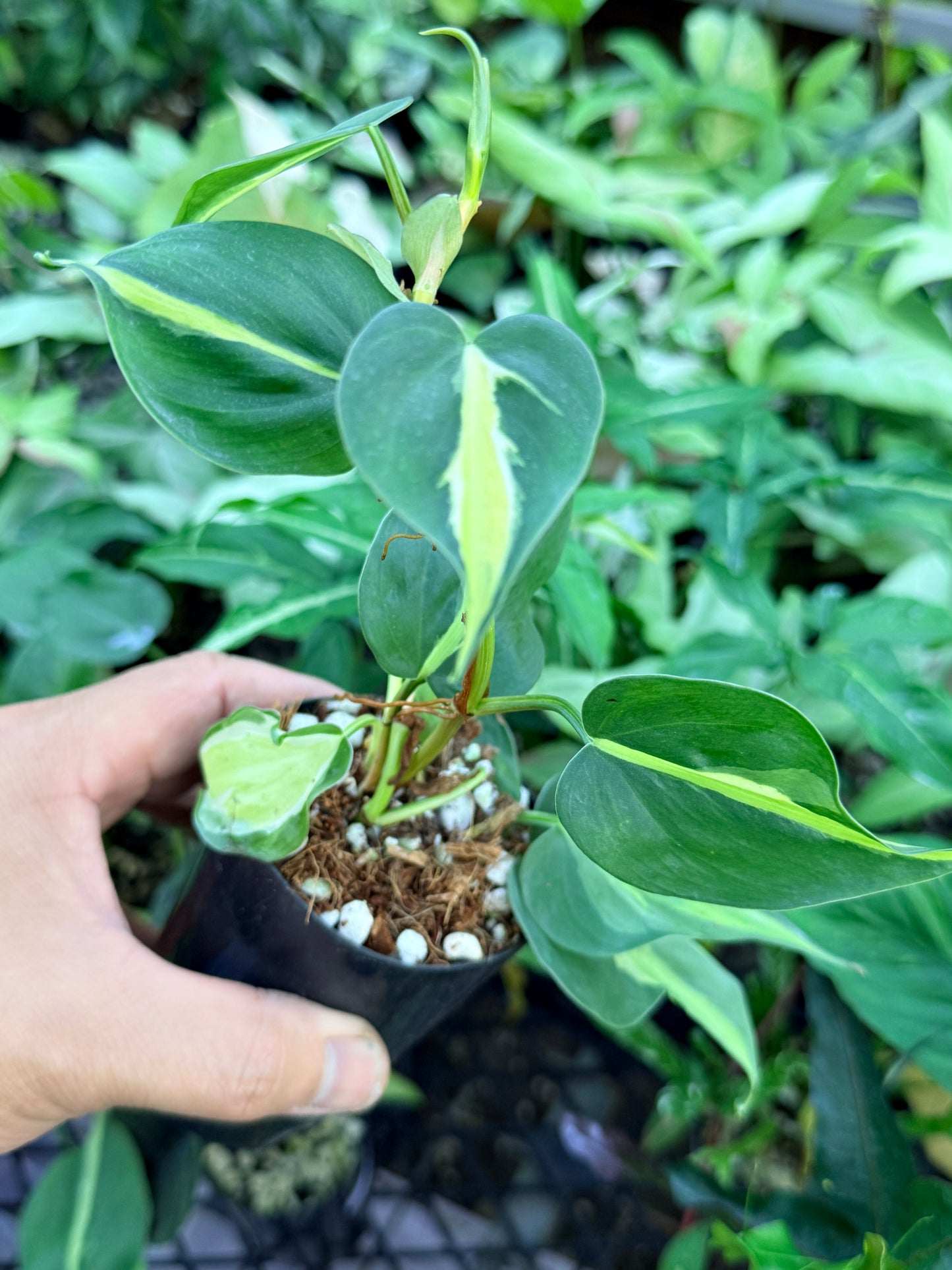 Philodendron 'Cream Splash' M55