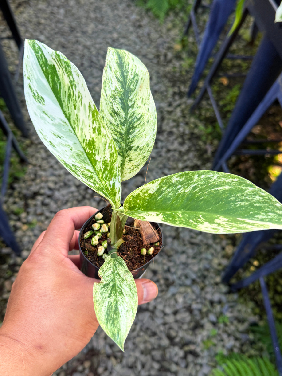 Rhaphidophora elliptica ‘Variegata’ Q70